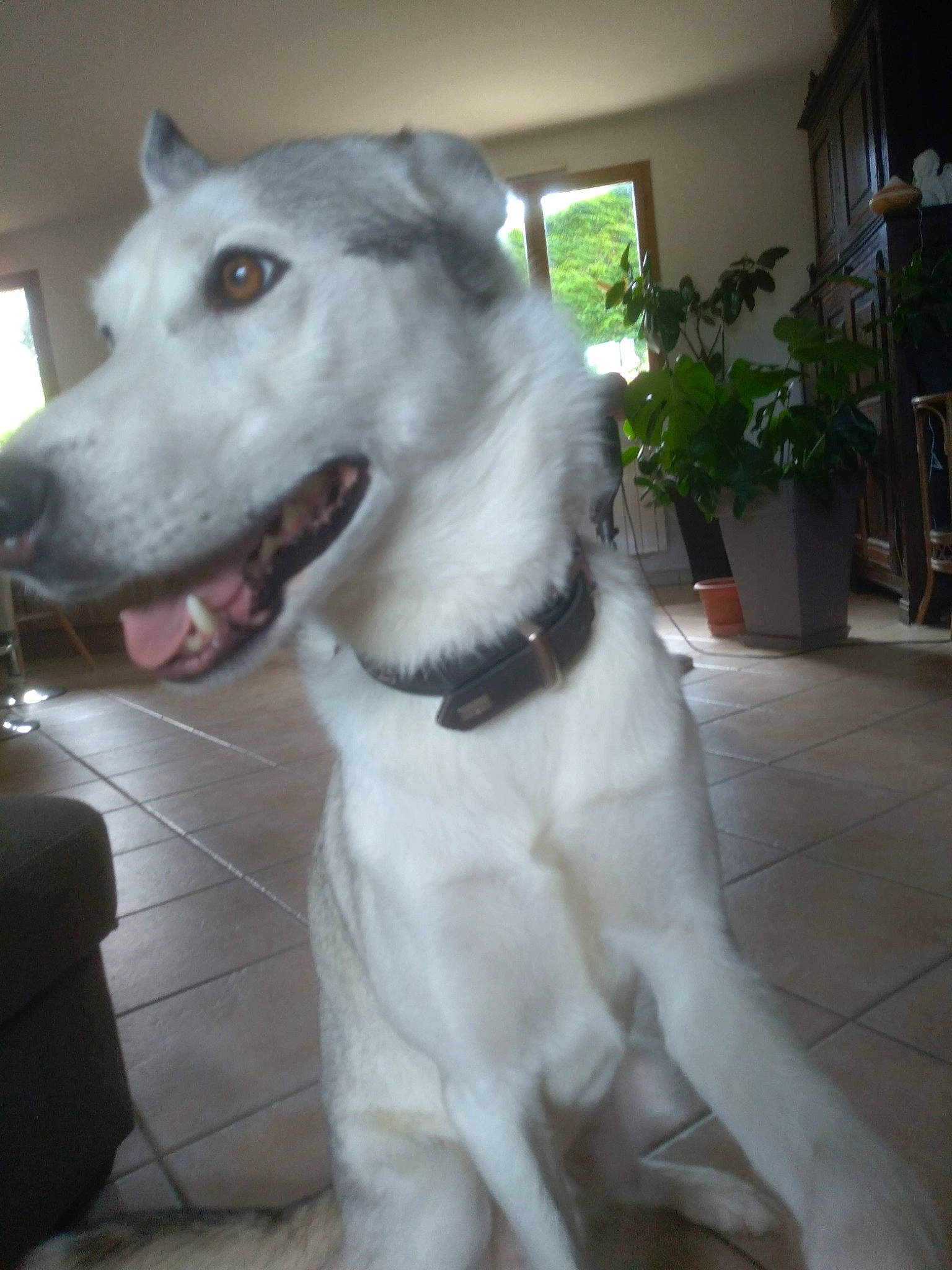 Masko participe au concours pour gagner de l'argent avec cette photo : canidae, carnivore, collar, companion_dog, dog, dog_breed, dog_collar, fawn, flowerpot, houseplant, jaw, pet_supply, plant, rampur_greyhound, sighthound, snout, sporting_group, whiskers, window, working_animal