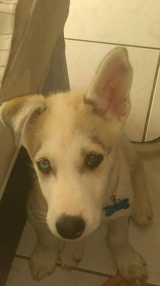 Masko a rejoint le concours — aidez-le/la à gagner de superbes lots ! ancient_dog_breeds, canidae, carnivore, collar, companion_dog, dog, dog_breed, ear, fawn, fur, jaw, non_sporting_group, paw, snout, sporting_group, tail, terrestrial_animal, whiskers, working_animal, working_dog