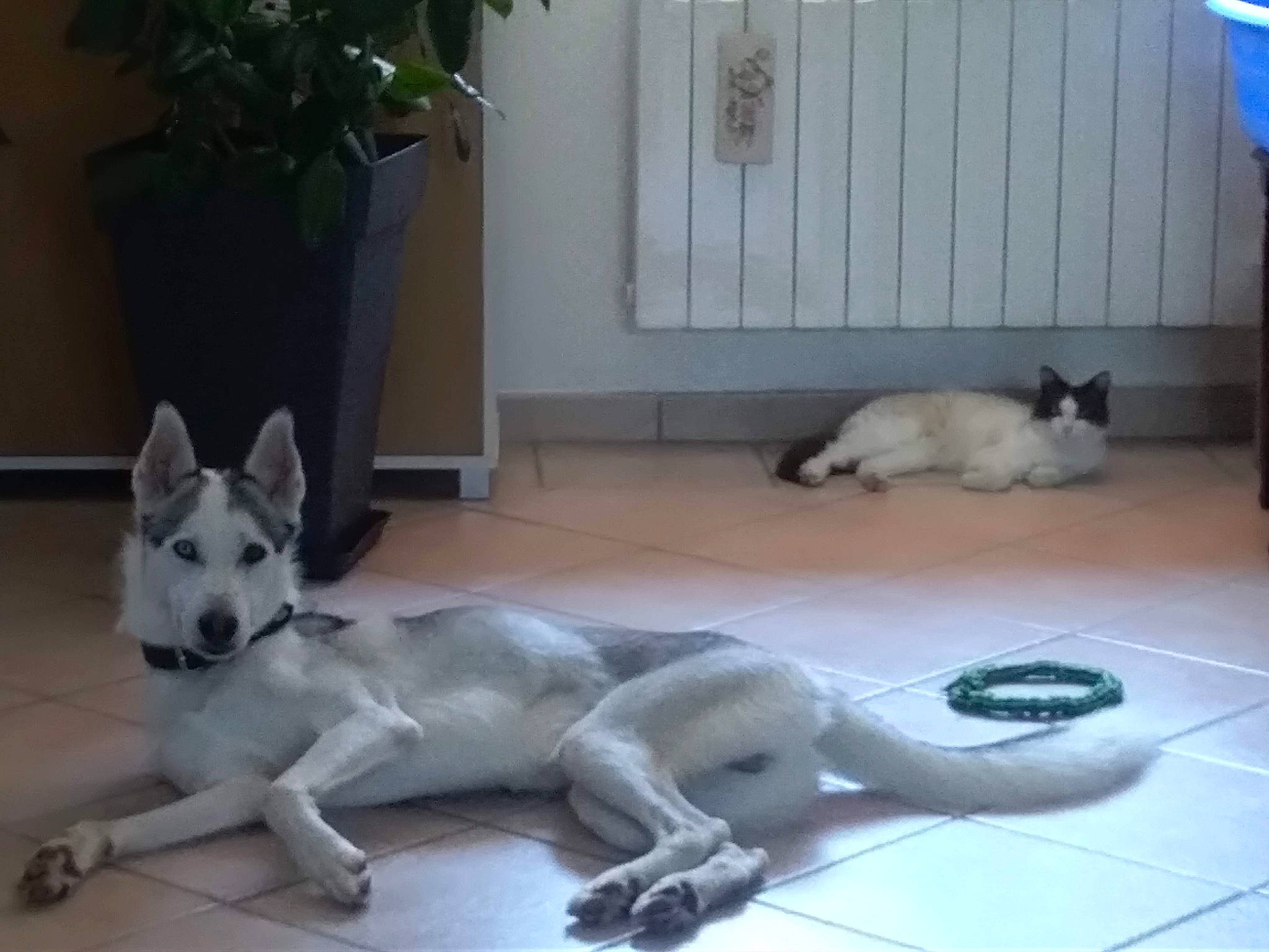 Masko a rejoint le concours — aidez-le/la à gagner de superbes lots ! carnivore, cat, companion_dog, dog, dog_breed, fawn, felidae, floor, flooring, flowerpot, grey, houseplant, mammal, paw, plant, small_to_medium_sized_cats, snout, tail, terrestrial_animal, vertebrate