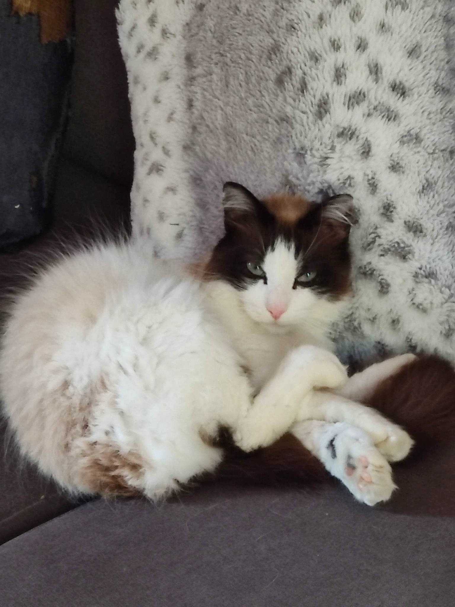 Sherkann a rejoint le concours — aidez-le/la à gagner de superbes lots ! carnivore, cat, claw, comfort, domestic_short_haired_cat, fawn, felidae, foot, fur, grey, human_leg, lap, nap, paw, sitting, small_to_medium_sized_cats, snout, tail, toe, whiskers