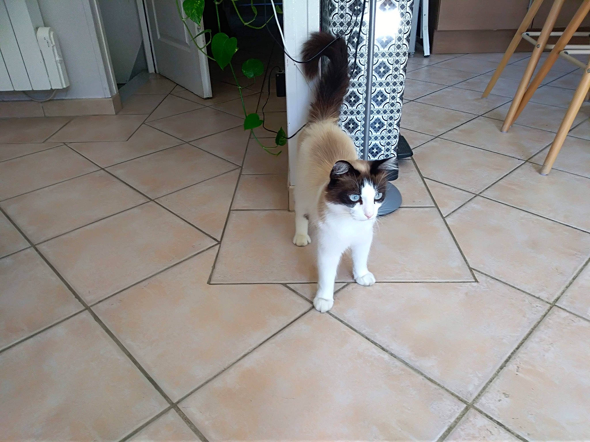 Sherkann participe au concours pour gagner de l'argent avec cette photo : carnivore, cat, chair, companion_dog, dog_breed, fawn, felidae, floor, flooring, fur, hardwood, houseplant, human_leg, laminate_flooring, plant, small_to_medium_sized_cats, tail, tile_flooring, whiskers, wood