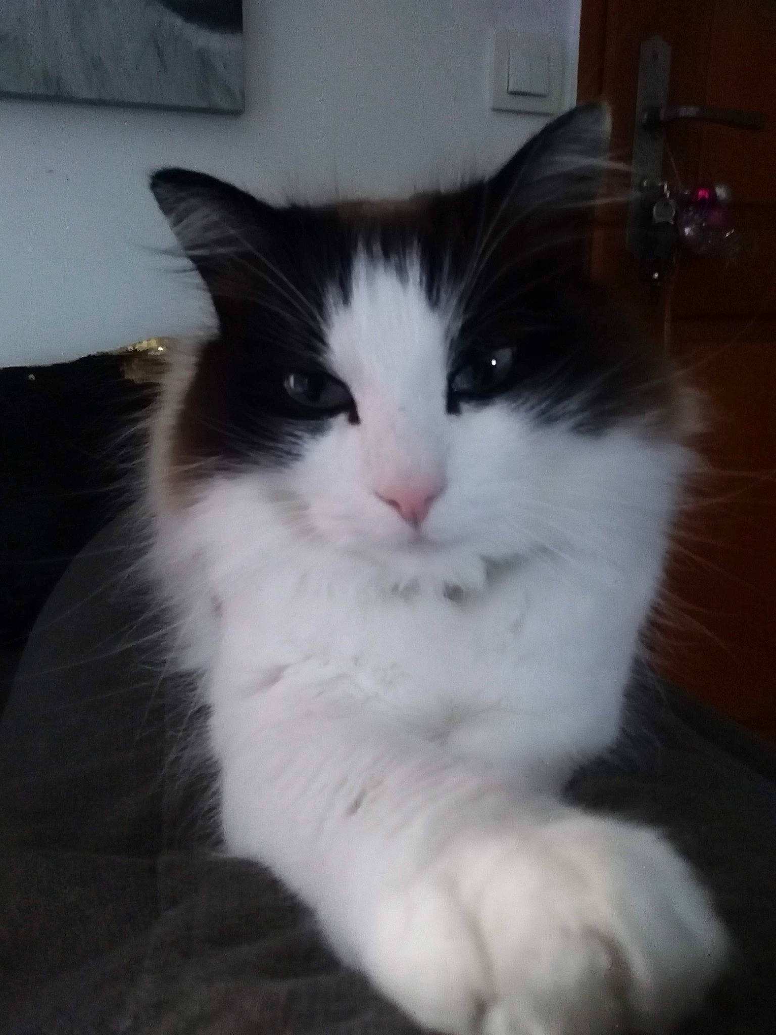 Sherkann a rejoint le concours — aidez-le/la à gagner de superbes lots ! carnivore, cat, domestic_short_haired_cat, felidae, fur, small_to_medium_sized_cats, tail, terrestrial_animal, whiskers, window