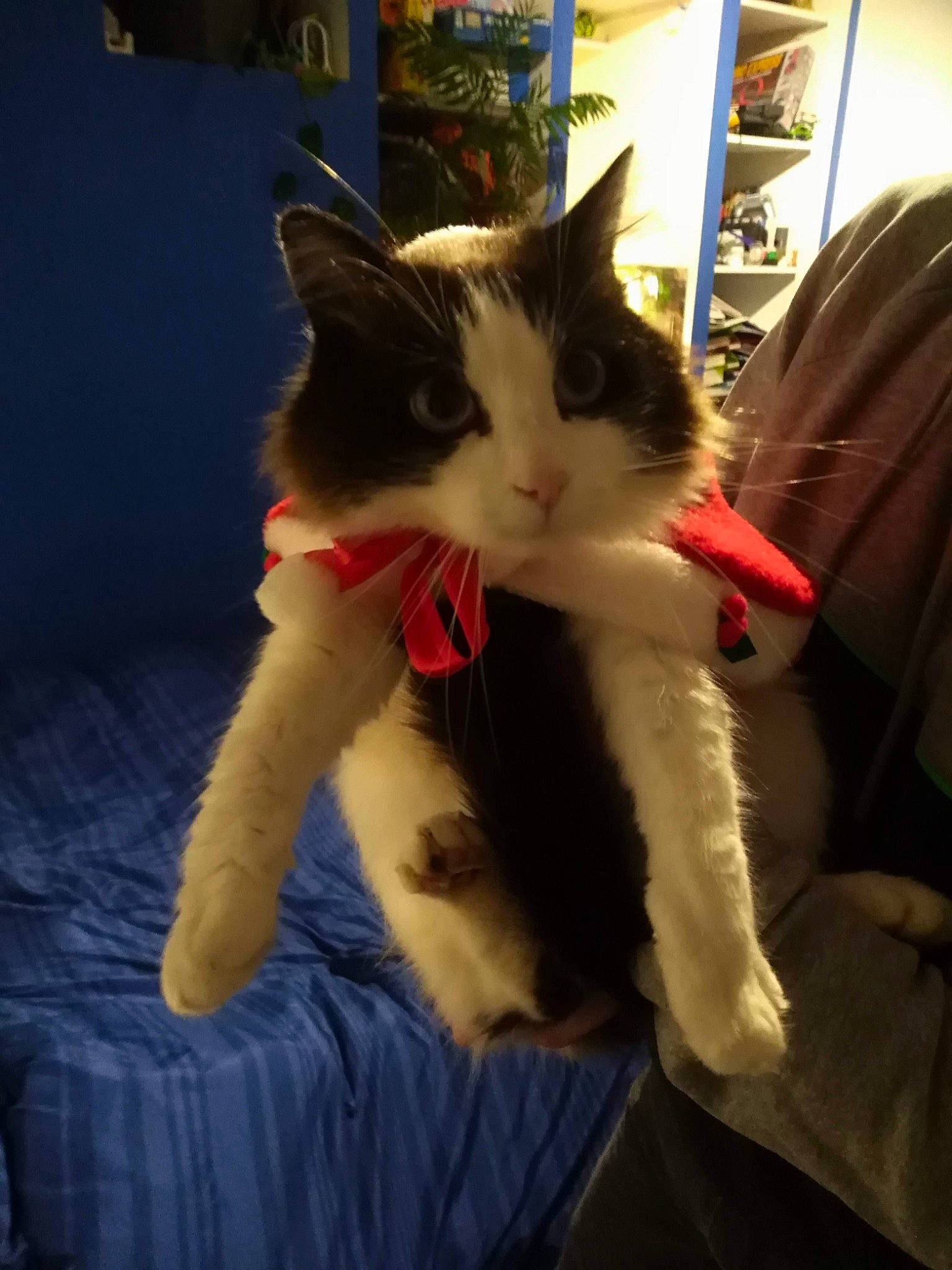 Sherkann a rejoint le concours — aidez-le/la à gagner de superbes lots ! carnivore, cat, claw, comfort, domestic_short_haired_cat, facial_expression, felidae, foot, fur, human_leg, lap, paw, sitting, small_to_medium_sized_cats, snout, tail, whiskers