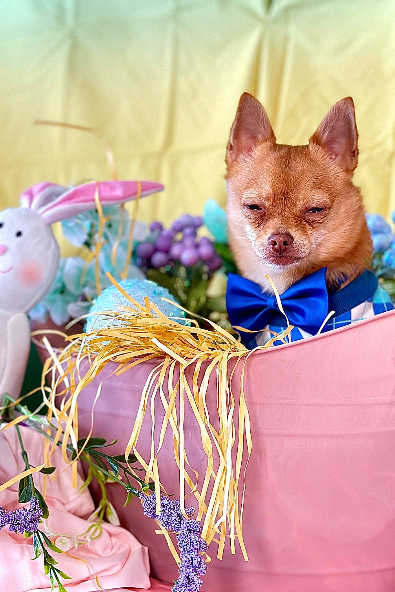Elliot is registered to the contest to win money with this photo: basket, canidae, carnivore, cat, domestic_short_haired_cat, electric_blue, event, fawn, felidae, floral_design, flower_arranging, fur, linens, mammal, paper_product, party_supply, small_to_medium_sized_cats, toy, vertebrate, whiskers