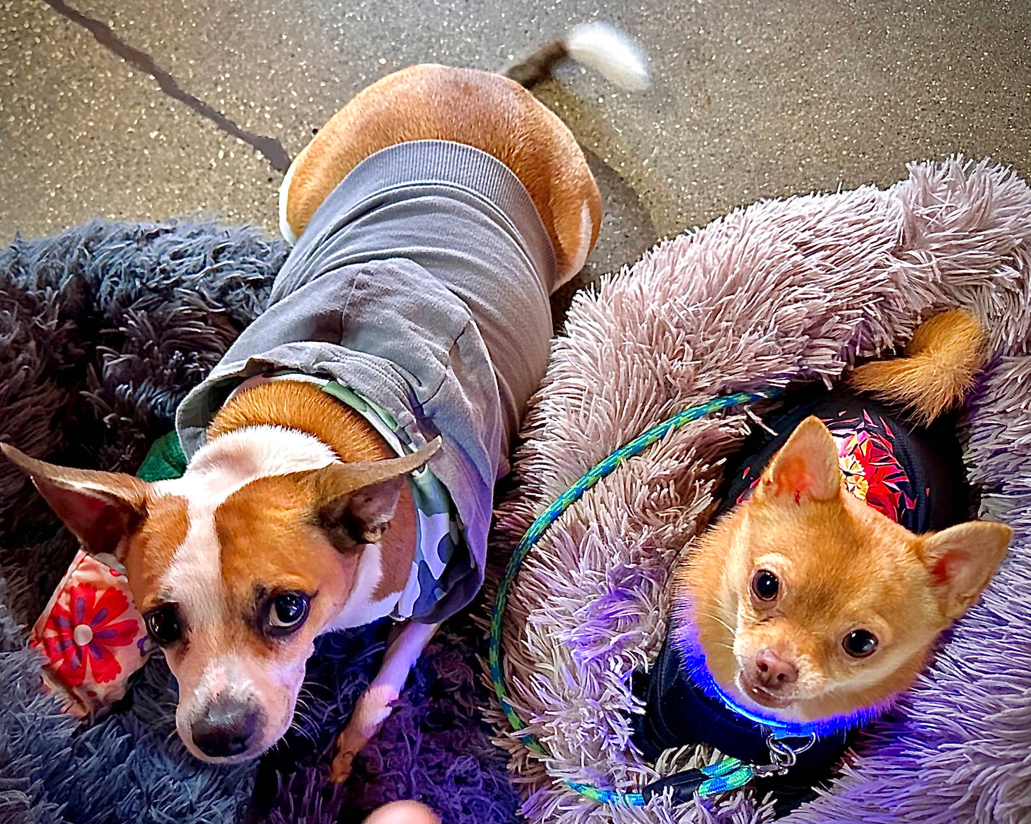 Elliot is registered to the contest to win money with this photo: canidae, carnivore, collar, companion_dog, costume_hat, dog, dog_breed, dog_supply, domestic_short_haired_cat, fawn, felidae, fur, hat, small_to_medium_sized_cats, snout, sporting_group, sunglasses, tableware, whiskers, working_animal