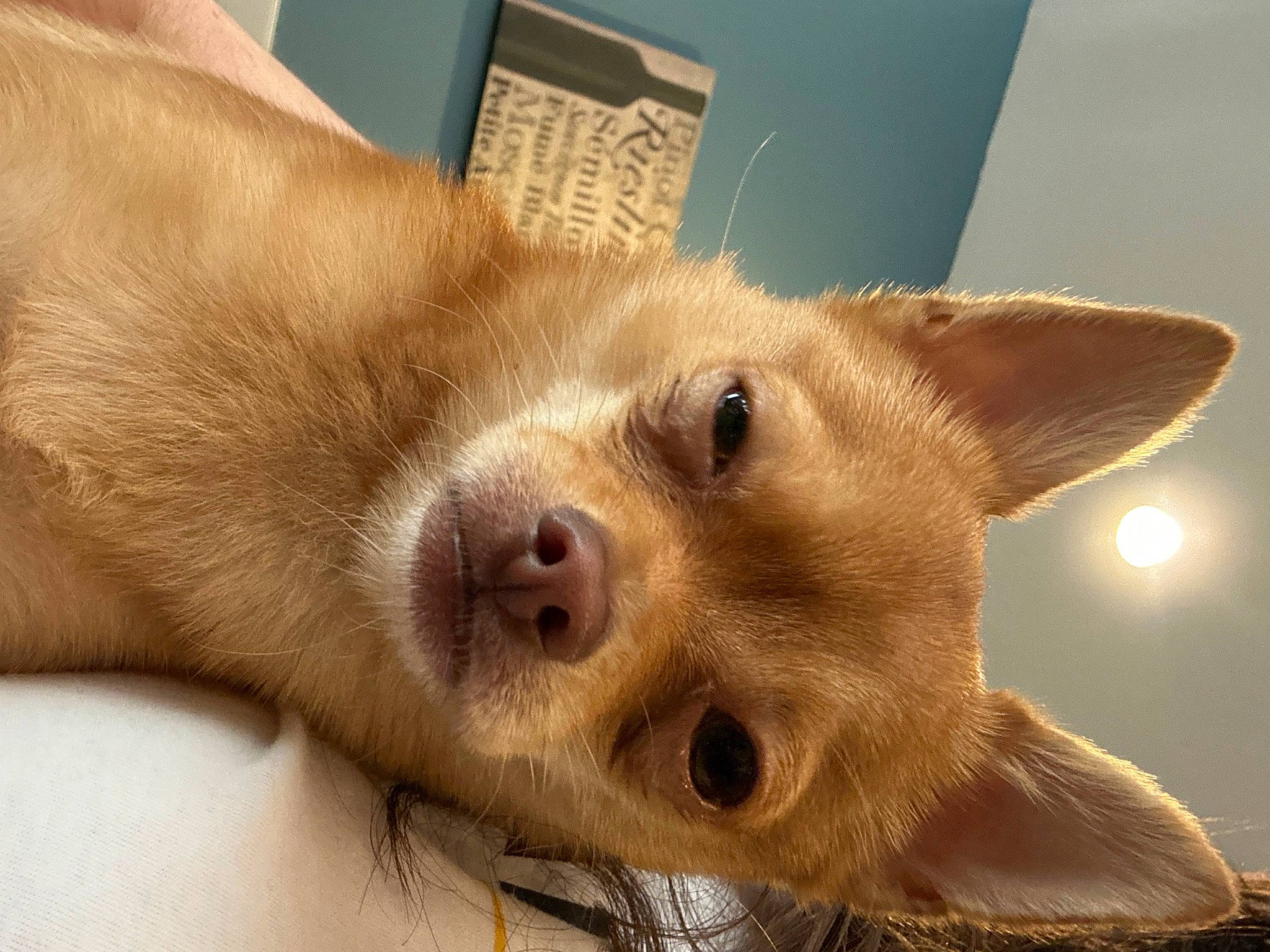 Elliot joined the competition — help win amazing prizes! box, canidae, carnivore, companion_dog, dog, dog_breed, ear, eyelash, fawn, fur, liver, non_sporting_group, paw, shipping_box, snout, sporting_group, terrestrial_animal, whiskers, wood, working_animal