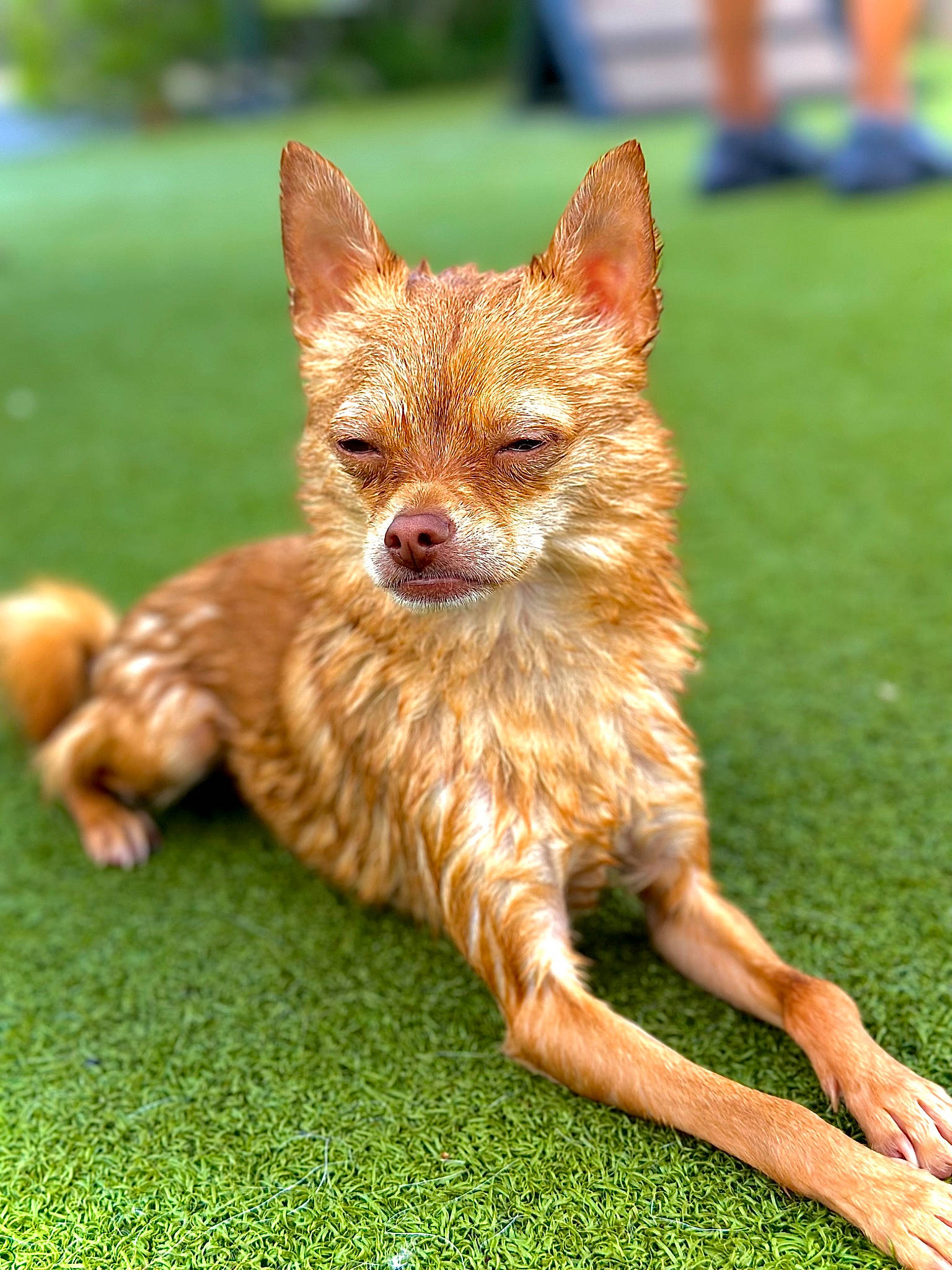 Elliot joined the competition — help win amazing prizes! canidae, carnivore, claw, companion_dog, dog_breed, fawn, fox, fur, grass, liver, snout, tail, terrestrial_animal, whiskers, wildlife