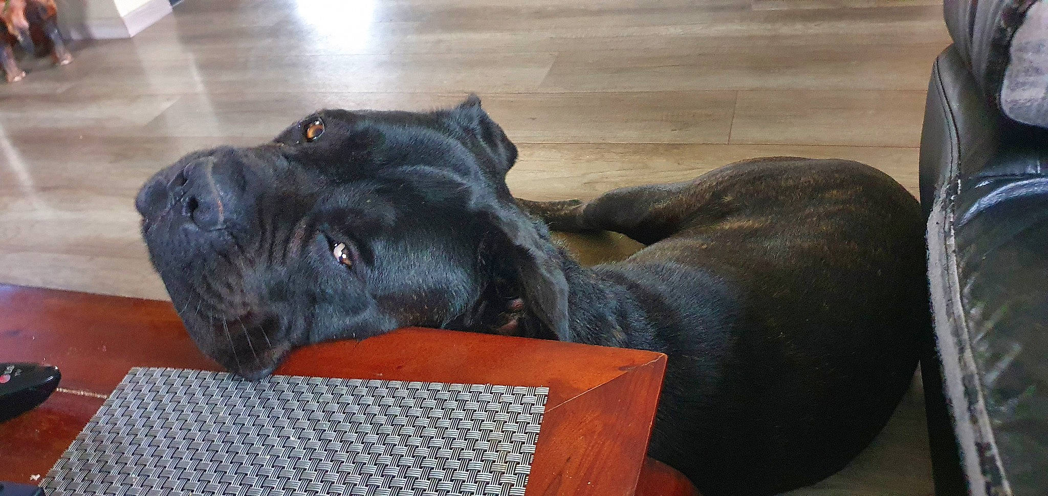 Ragnar participe au concours pour gagner de l'argent avec cette photo : borador, carnivore, collar, comfort, companion_dog, dog, dog_breed, dog_collar, fur, guard_dog, gun_dog, hardwood, labrador_retriever, liver, retriever, sporting_group, tail, terrestrial_animal, whiskers, working_animal