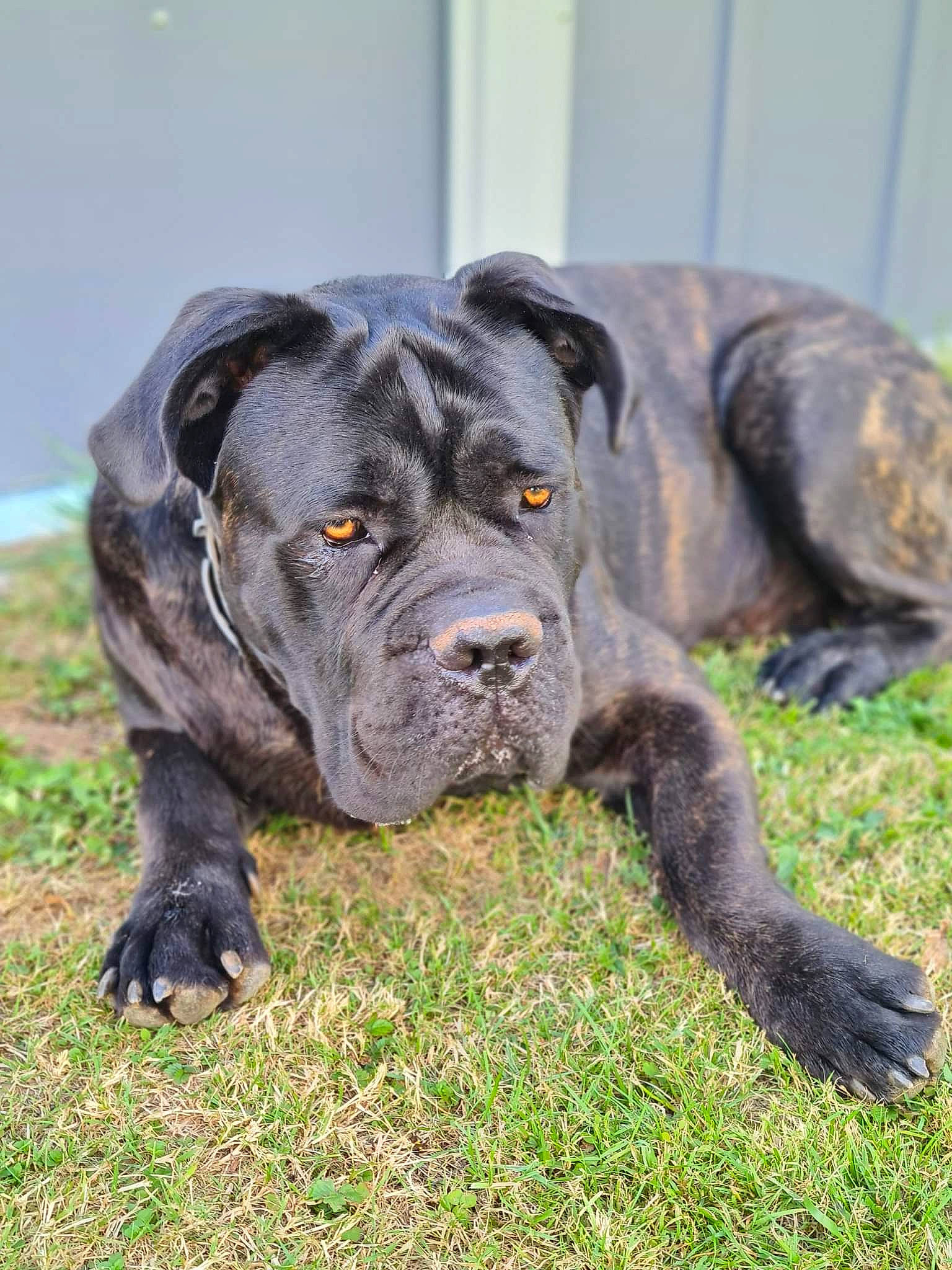 Ragnar a rejoint le concours — aidez-le/la à gagner de superbes lots ! ancient_dog_breeds, borador, canidae, carnivore, companion_dog, dog, dog_breed, fawn, fur, grass, guard_dog, hunting_dog, molosser, non_sporting_group, plant, snout, sporting_group, terrestrial_animal, working_animal, working_dog