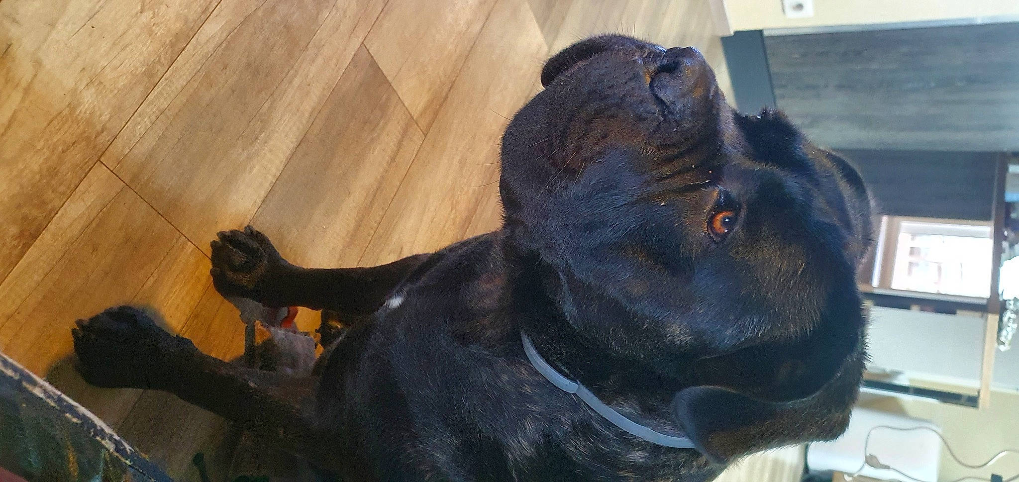 Ragnar a rejoint le concours — aidez-le/la à gagner de superbes lots ! borador, canidae, carnivore, collar, companion_dog, dog, dog_breed, dog_collar, ear, fawn, fur, hardwood, liver, personal_protective_equipment, pet_supply, snout, sporting_group, whiskers, wood, working_animal