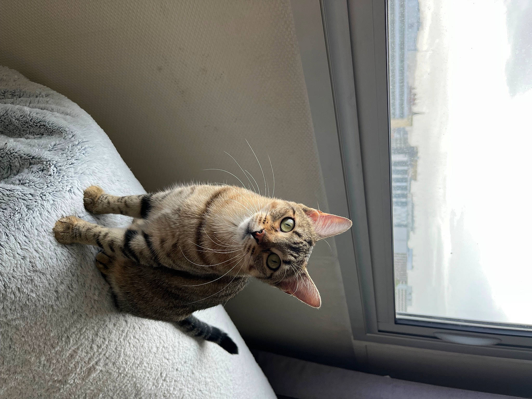 Plume a rejoint le concours — aidez-le/la à gagner de superbes lots ! comfort, fawn, felidae, fish, green_iguana, iguania, linens, lizard, reptile, room, scaled_reptile, small_to_medium_sized_cats, stuffed_toy, tail, terrestrial_animal, toy, window, window_covering, window_treatment, wood