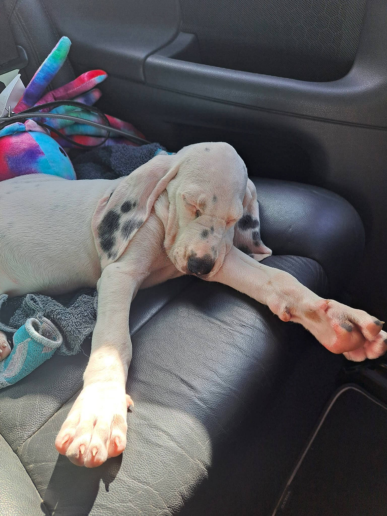 Molly