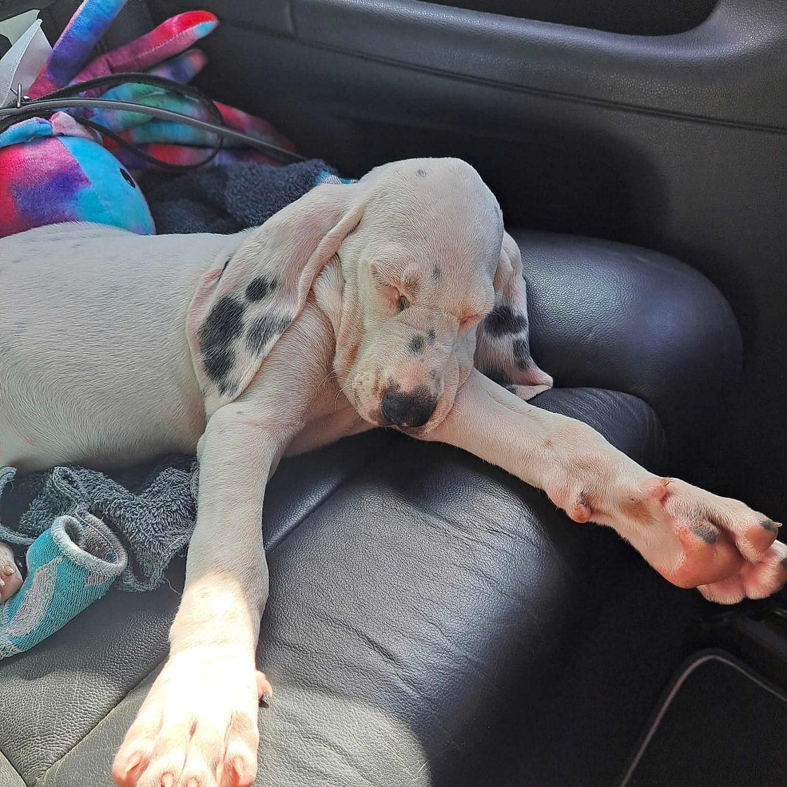 Molly