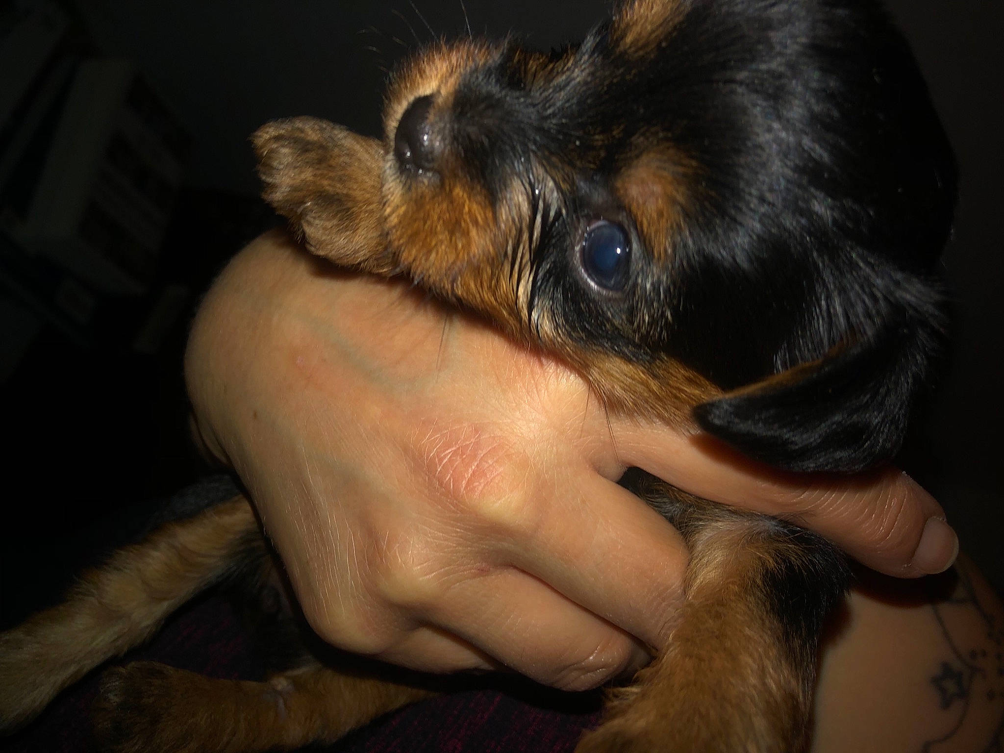 Molly is registered to the contest to win money with this photo: canidae, carnivore, claw, comfort, companion_dog, dog, dog_breed, ear, fawn, foot, fur, gesture, guard_dog, liver, nail, paw, sporting_group, toy_dog, whiskers, working_animal