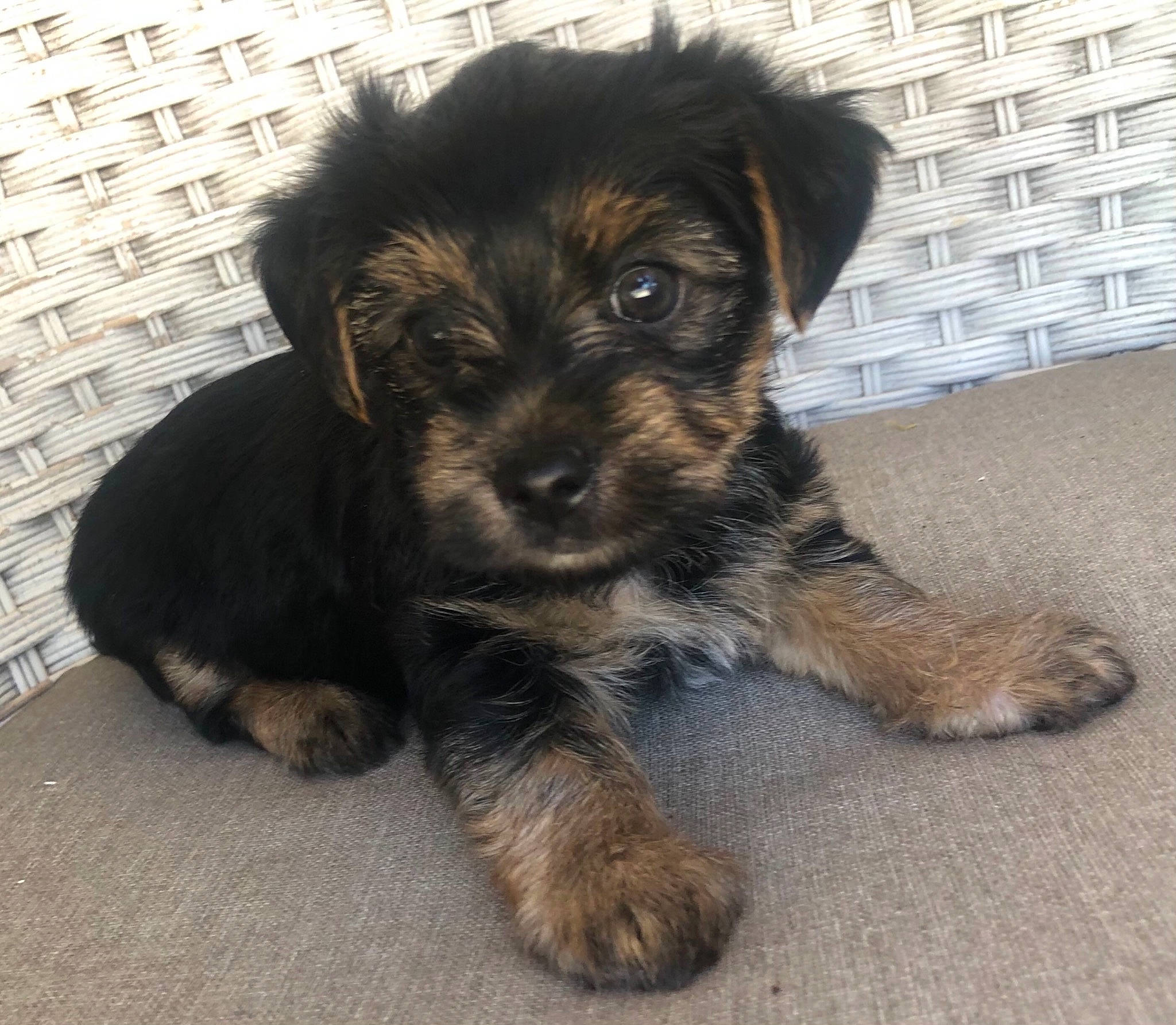 Kodak is registered to the contest to win money with this photo: canidae, carnivore, companion_dog, dog, dog_breed, flooring, fur, paw, small_terrier, snout, sporting_group, street_dog, terrestrial_animal, terrier, toy_dog, working_animal, working_dog, working_terrier, yorkipoo