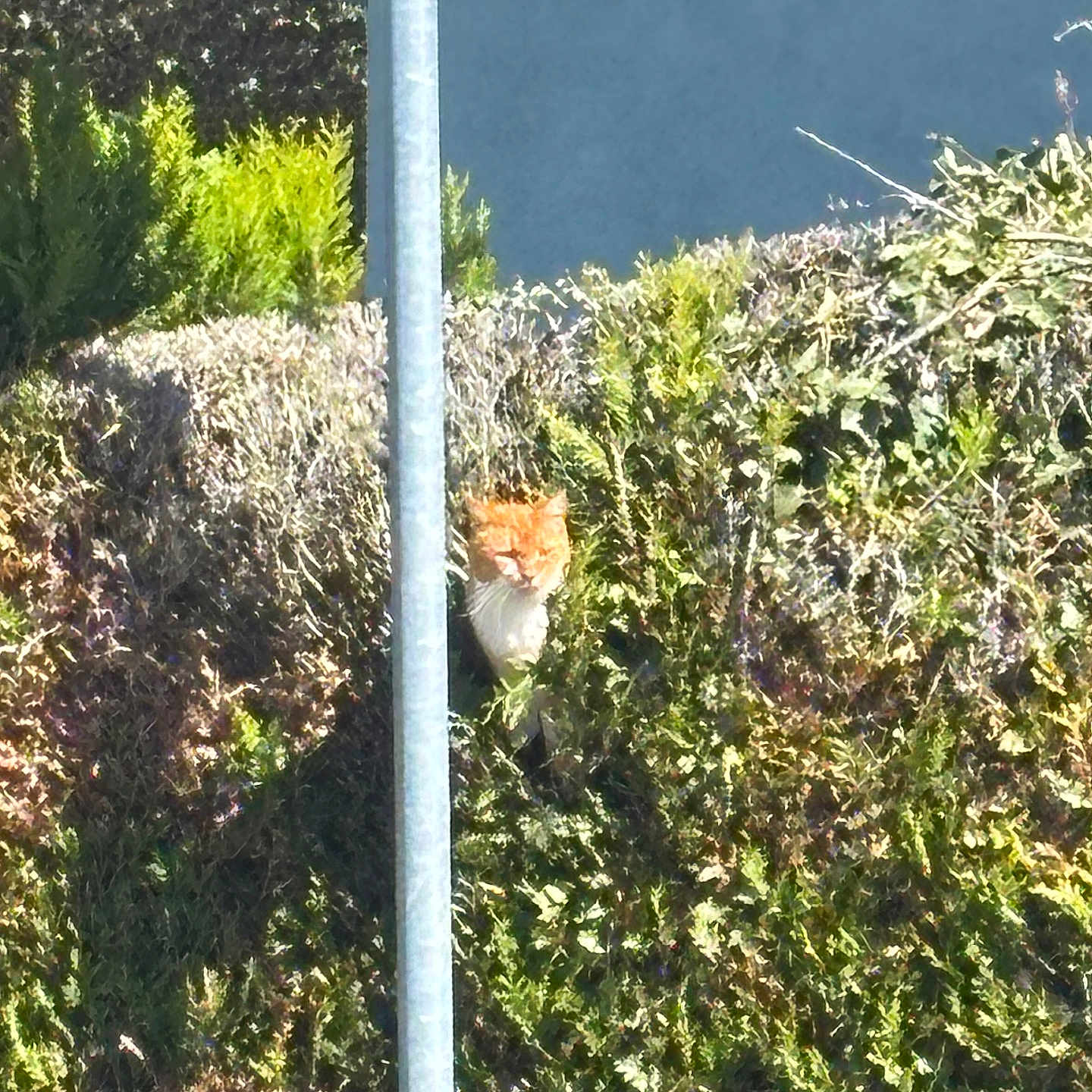 Bayou participe au concours pour gagner de l'argent avec cette photo : cat, orange_cat, bushes, greenery, metal_pole, outdoor, sunlight, shadow, nature, animal, feline, peeking, curious, garden, plant, daylight, wildlife, hidden, portrait, pet