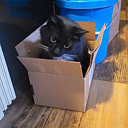 Jynxy joined the competition — help win amazing prizes! animal, black_cat, blue_bucket, cardboard_box, cat, container, cozy, curious, cute, domestic_cat, feline, fur, household, indoor, looking_up, pet, sitting, small_box, whiskers, wooden_floor