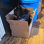 animal, black_cat, blue_bucket, cardboard_box, cat, container, cozy, curious, cute, domestic_cat, feline, fur, household, indoor, looking_up, pet, sitting, small_box, whiskers, wooden_floor