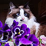 cat, kitten, long_hair, fluffy, blue_eyes, white_fur, brown_fur, black_markings, pink_nose, whiskers, portrait, close_up, flowers, pansies, purple_flowers, pink_flowers, bouquet, indoor, pet, animal_photography