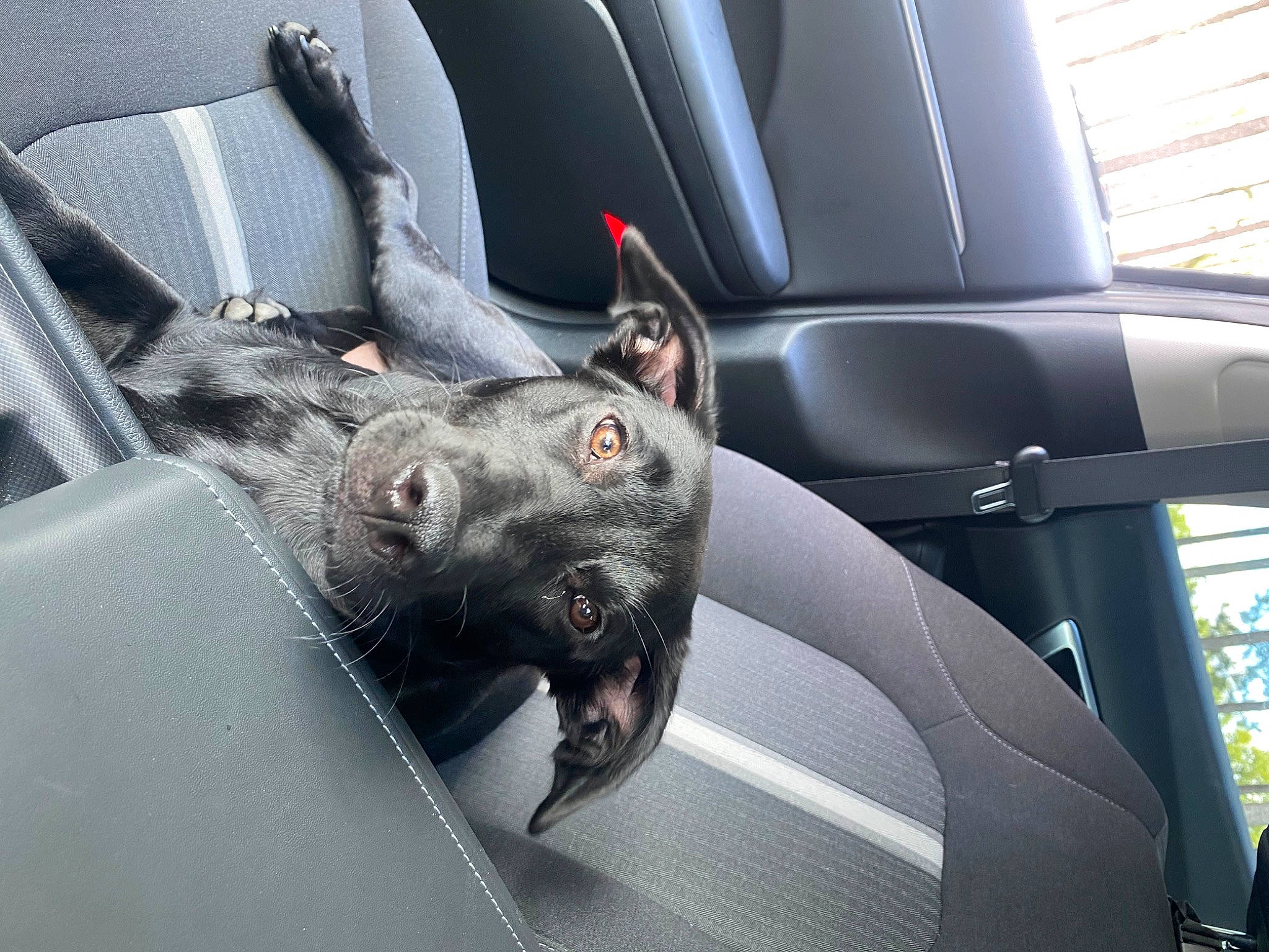 Izzy joined the competition — help win amazing prizes! auto_part, automotive_design, automotive_exterior, automotive_tire, car, car_seat, car_seat_cover, carnivore, companion_dog, dog, dog_breed, fixture, glass, head_restraint, motor_vehicle, personal_luxury_car, steering_part, steering_wheel, vehicle, vehicle_door