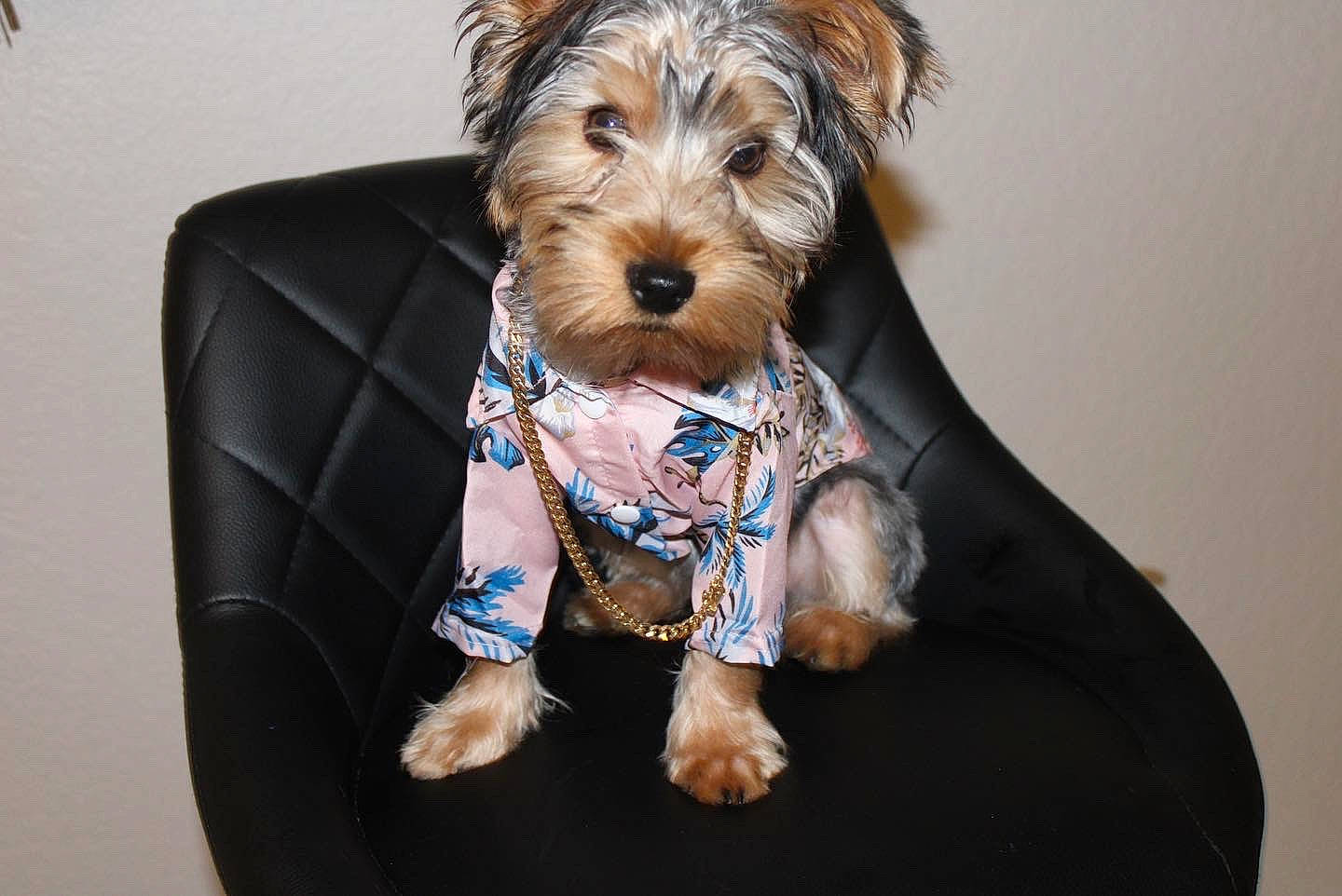Melo joined the competition — help win amazing prizes! canidae, carnivore, collar, companion_dog, dog, dog_breed, dog_clothes, dog_supply, fashion_accessory, pet_supply, schnauzer, sleeve, small_terrier, snout, sporting_group, terrier, toy_dog, water_dog, welsh_terrier, working_animal