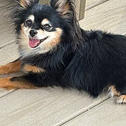 Sugar joined the competition — help win amazing prizes! dog, pet, animal, fur, black, tan, ears, tongue, happy, smiling, outdoor, wooden_deck, laying_down, cute, small_dog, fluffy, canine, companion, domestic_animal, friendly