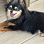 dog, pet, animal, fur, black, tan, ears, tongue, happy, smiling, outdoor, wooden_deck, laying_down, cute, small_dog, fluffy, canine, companion, domestic_animal, friendly