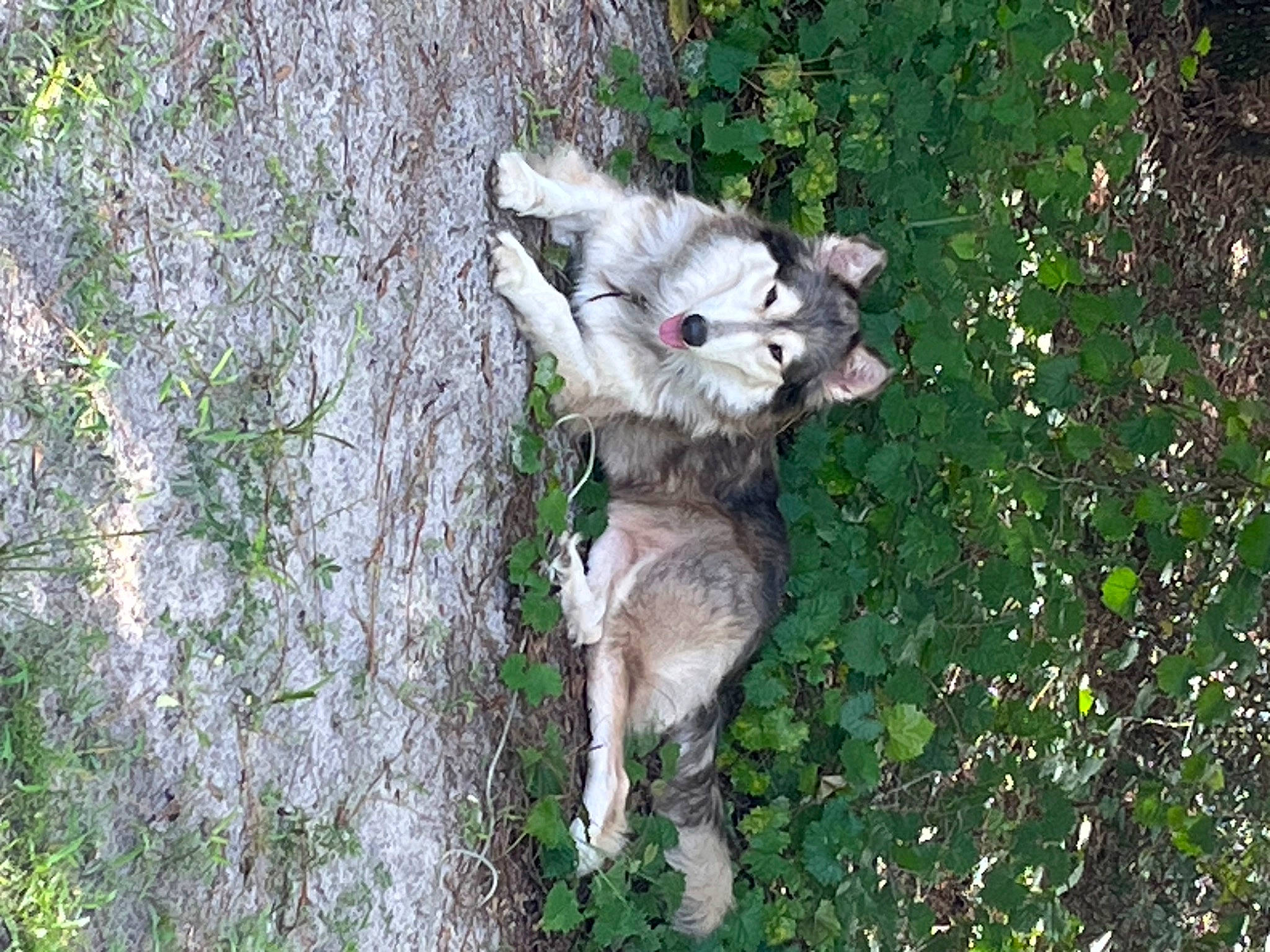 Kiera joined the competition — help win amazing prizes! canidae, canis, carnivore, companion_dog, dog, dog_breed, fawn, felidae, grass, groundcover, plant, small_to_medium_sized_cats, snout, sporting_group, tail, terrestrial_animal, tree, trunk, whiskers, wolf