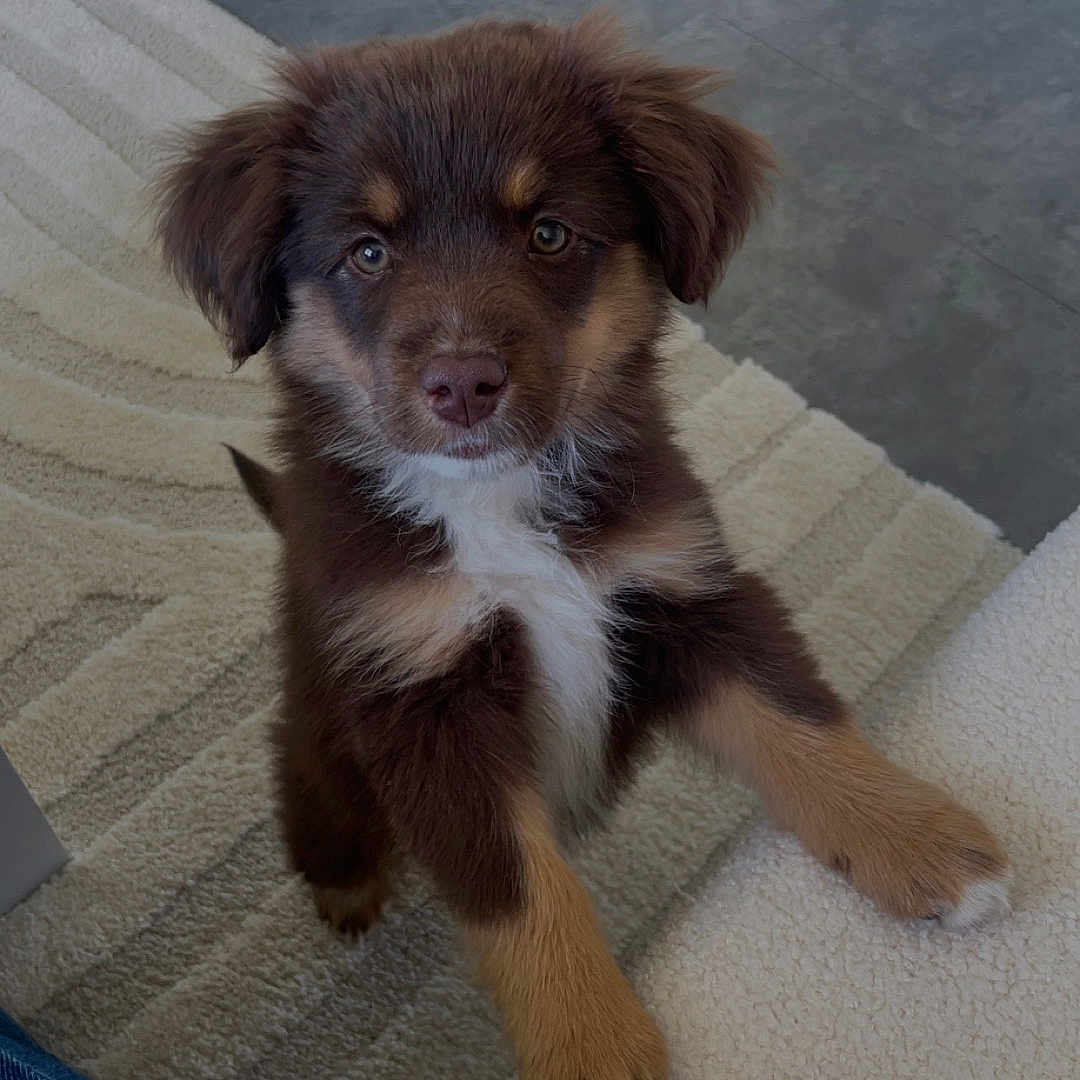 Alba participe au concours pour gagner de l'argent avec cette photo : animal, canine, clothing, cockerspaniel, collie, couch, dog, furniture, goldenretriever, homedecor, hound, husky, jeans, labradorretriever, pants, papillon, pet, puppy, terrier, wood