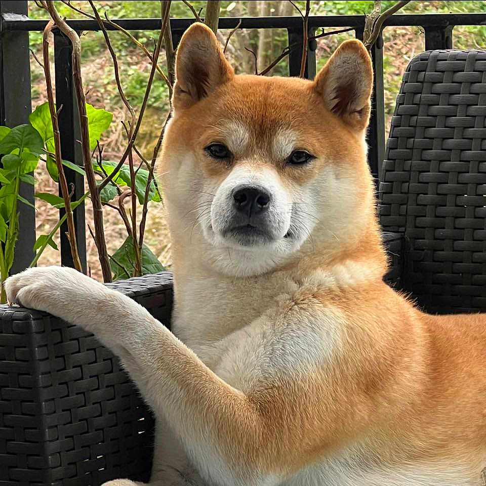 Pacôme a rejoint le concours — aidez-le/la à gagner de superbes lots ! animal, canine, chair, cute, dog, domestic, expression, fur, furniture, greenery, nature, outdoor, paw, pet, portrait, railing, relaxed, resting, shiba_inu, sitting