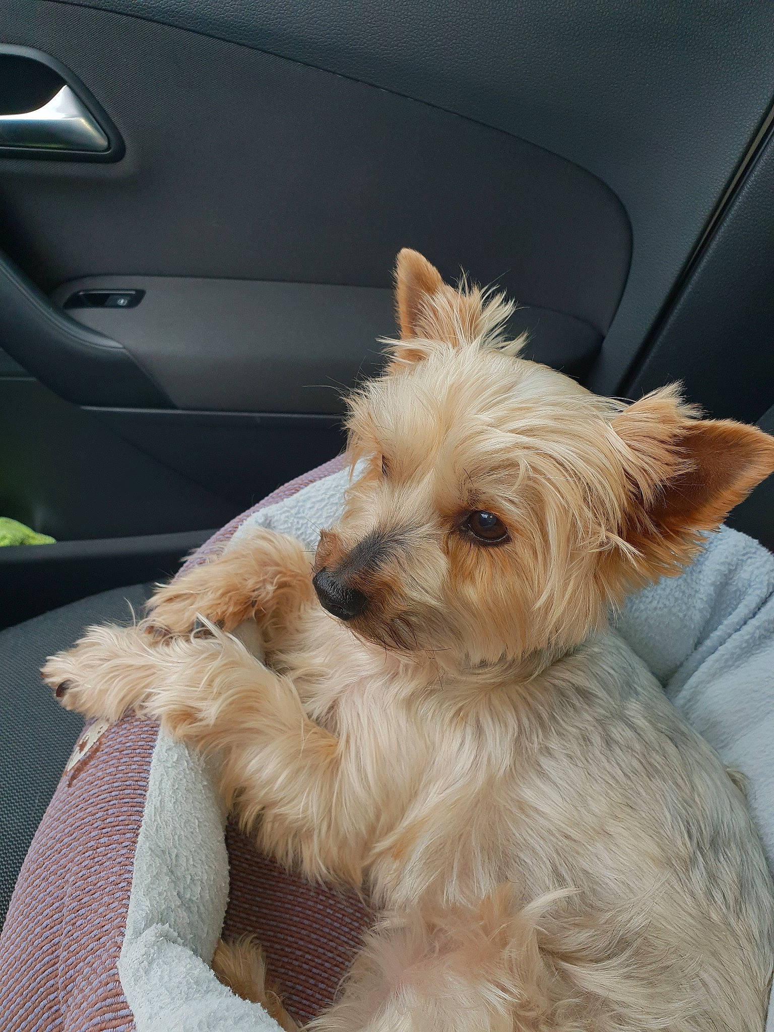 Finckie participe au concours pour gagner de l'argent avec cette photo : biewer_terrier, cairn_terrier, canidae, carnivore, companion_dog, dog, dog_breed, dutch_smoushond, ear, maltepoo, mammal, morkie, puppy, rare_breed_dog, small_terrier, terrier, toy_dog, vertebrate, west_highland_white_terrier, yorkshire_terrier