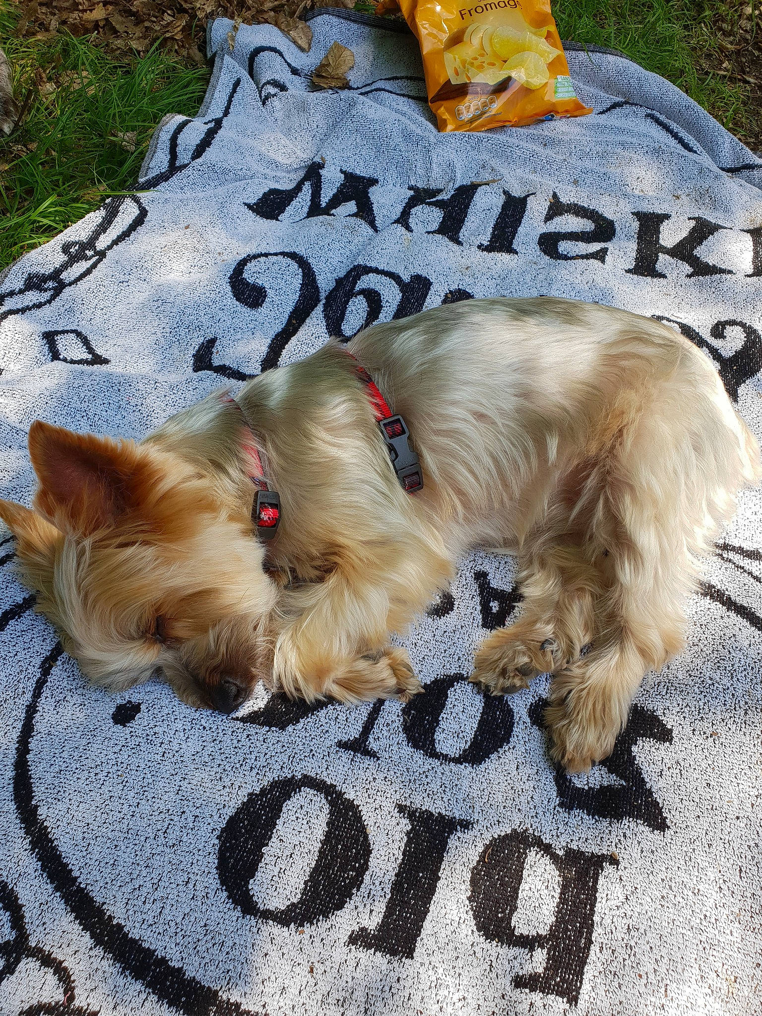 Finckie a rejoint le concours — aidez-le/la à gagner de superbes lots ! australian_silky_terrier, cairn_terrier, canidae, carnivore, companion_dog, dog, dog_breed, glen_of_imaal_terrier, lhasa_apso, norwich_terrier, paw, photo_caption, puppy, sporting_lucas_terrier, terrier, west_highland_white_terrier, yorkshire_terrier