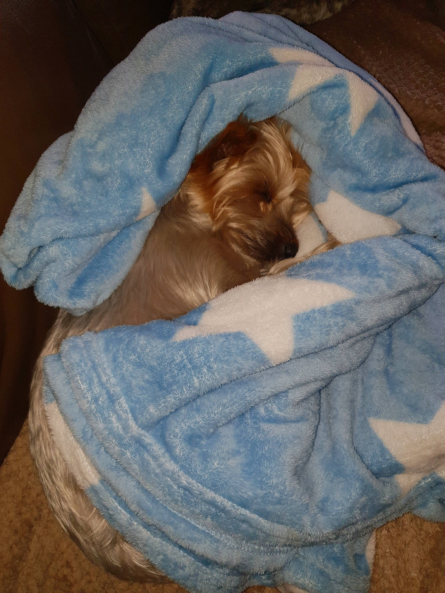 Finckie a rejoint le concours — aidez-le/la à gagner de superbes lots ! bedtime, canidae, carnivore, child, comfort, dog, dog_breed, nap, shih_tzu, sleep, spinone_italiano, sporting_group