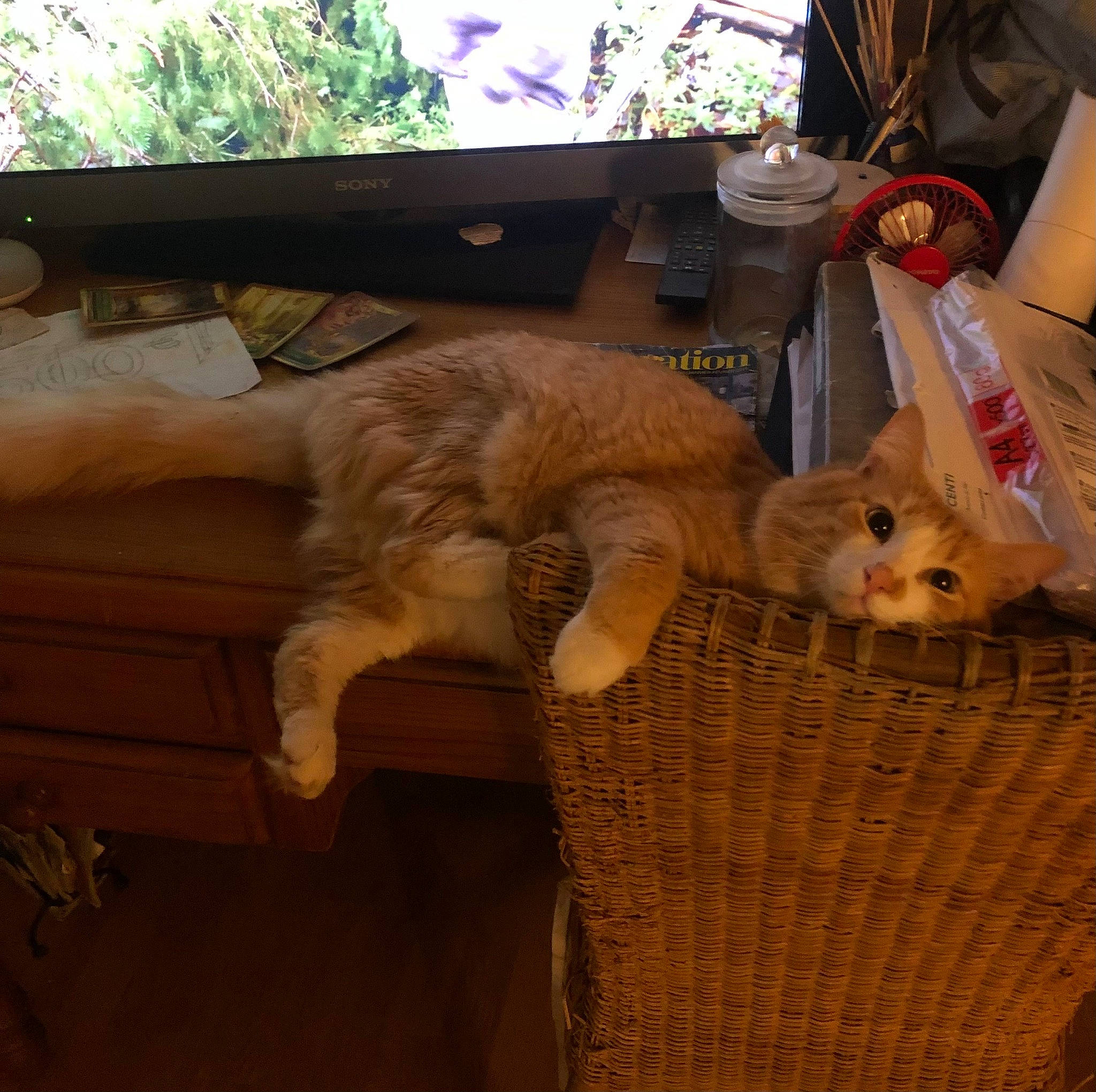 Oly participe au concours pour gagner de l'argent avec cette photo : basket, carnivore, cat, chair, comfort, couch, domestic_short_haired_cat, fawn, felidae, fur, hardwood, living_room, paper_bag, personal_computer, plant, room, small_to_medium_sized_cats, tail, whiskers, wood