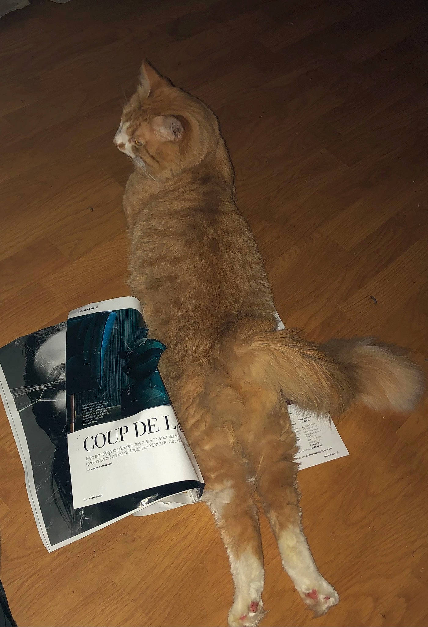 Oly a rejoint le concours — aidez-le/la à gagner de superbes lots ! art, carnivore, cat, domestic_short_haired_cat, fawn, felidae, flooring, fur, hardwood, packaging_and_labeling, paper_product, publication, small_to_medium_sized_cats, tail, terrestrial_animal, whiskers, window, wood, wood_stain