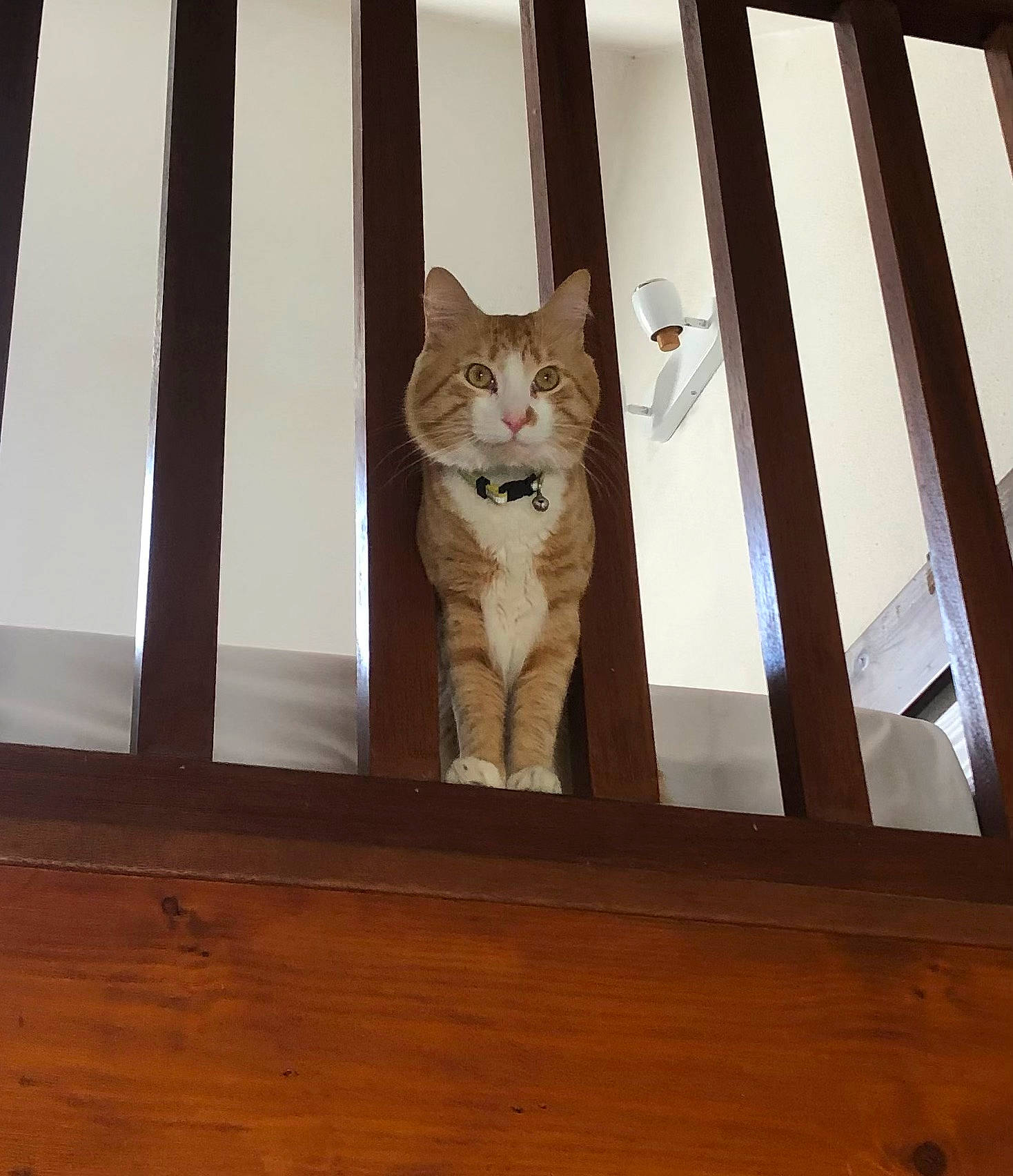 Oly a rejoint le concours — aidez-le/la à gagner de superbes lots ! brown, carnivore, cat, ceiling, domestic_short_haired_cat, door, fawn, felidae, floor, flooring, hardwood, plywood, small_to_medium_sized_cats, snout, tail, tints_and_shades, whiskers, window, wood, wood_stain