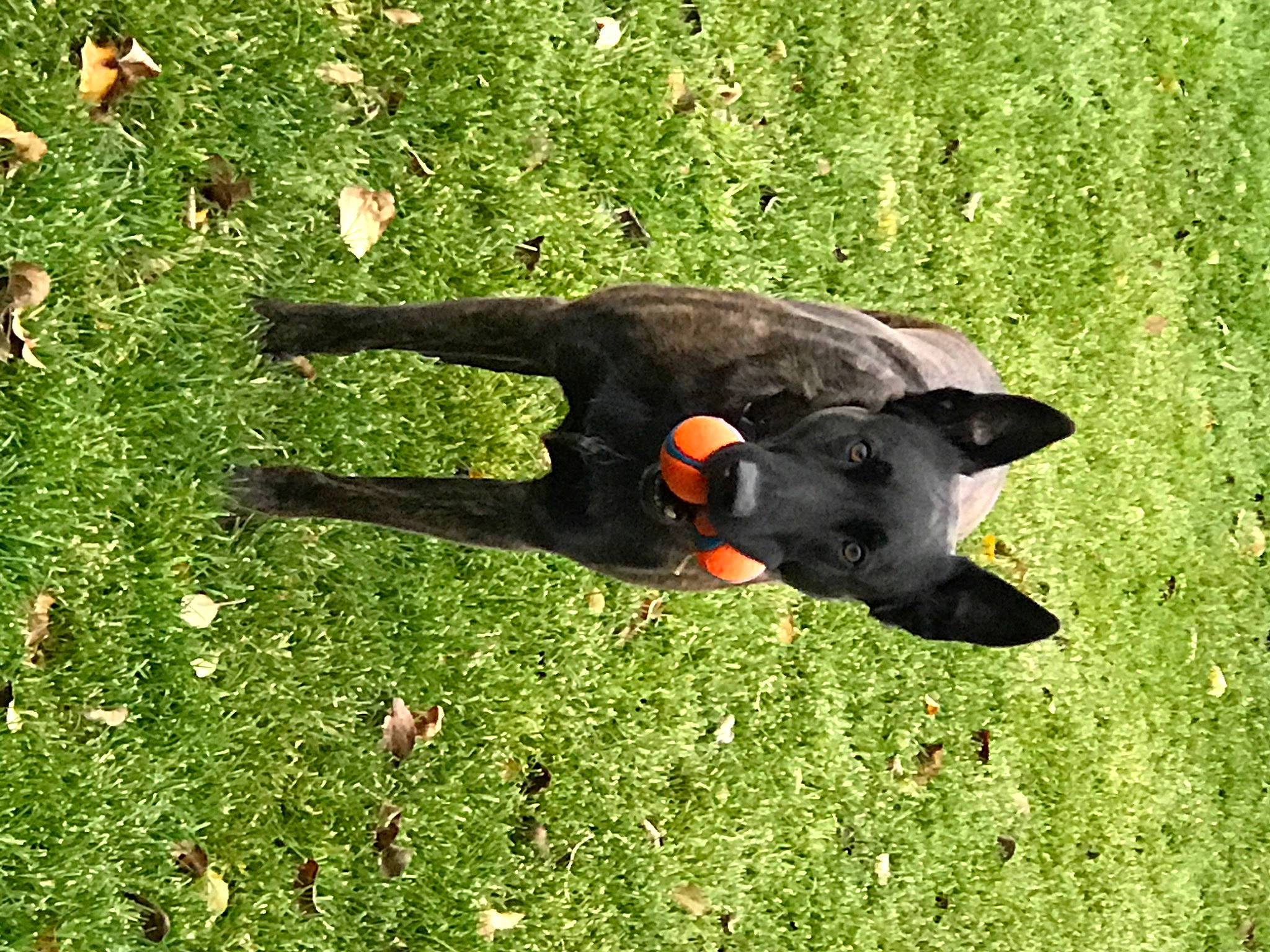 Jax joined the competition — help win amazing prizes! beak, canidae, carnivore, dog, dog_breed, grass, grassland, groundcover, guard_dog, hunting_dog, pasture, people_in_nature, plant, red_winged_blackbird, sporting_group, tail, terrestrial_animal