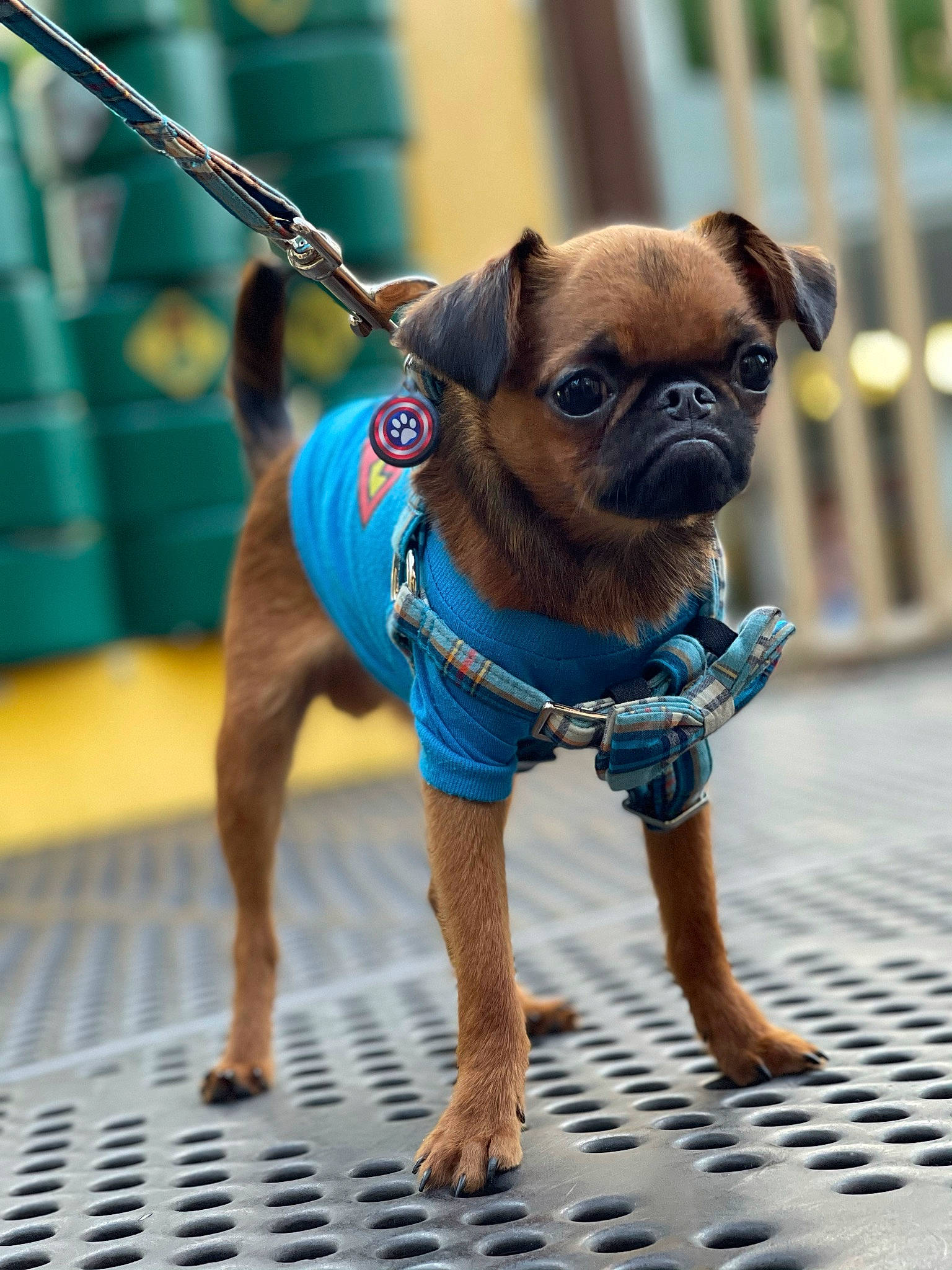 Romeo is registered to the contest to win money with this photo: canidae, carnivore, collar, companion_dog, dog, dog_breed, dog_clothes, dog_collar, dog_supply, electric_blue, fashion_accessory, fawn, fence, leash, pet_supply, snout, sporting_group, toy_dog, working_animal, wrinkle