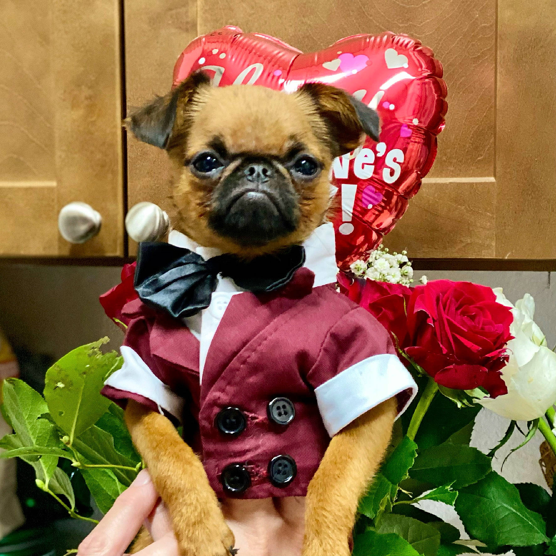 Romeo joined the competition — help win amazing prizes! canidae, carnivore, chihuahua, companion_dog, dog, dog_breed, dog_clothes, dog_supply, fawn, fictional_character, flower, pet_supply, petal, pink, pug, snout, stuffed_toy, toy, toy_dog, working_animal