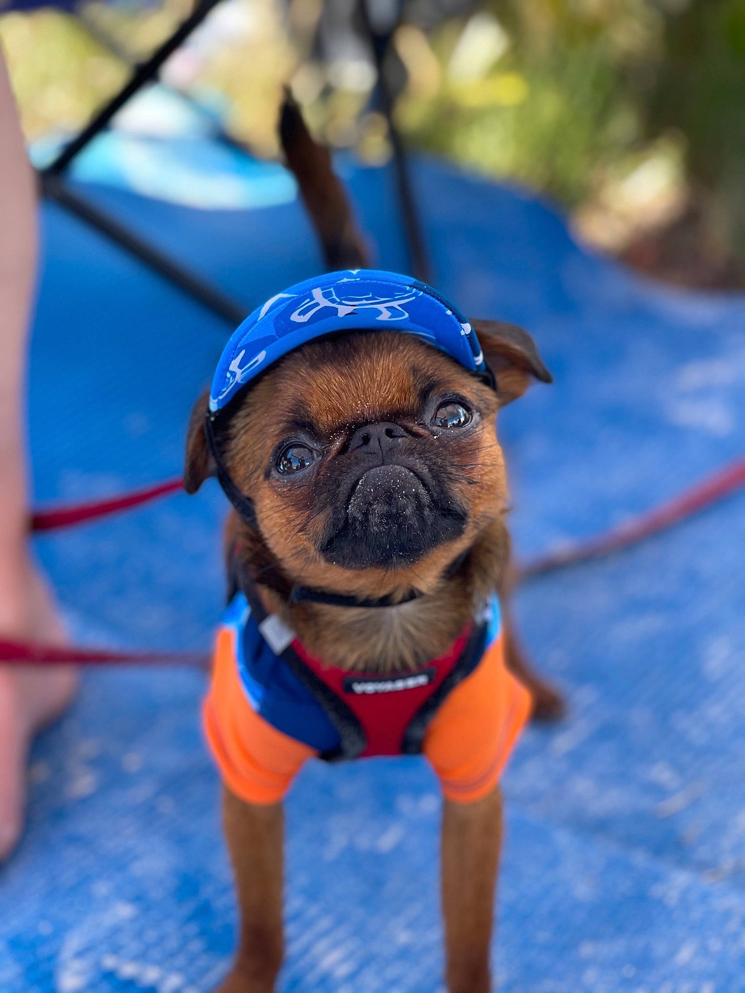 Romeo is registered to the contest to win money with this photo: azure, canidae, carnivore, collar, companion_dog, dog, dog_breed, dog_clothes, dog_collar, dog_supply, electric_blue, eyewear, fawn, leash, personal_protective_equipment, pet_supply, snout, sporting_group, toy_dog, working_animal