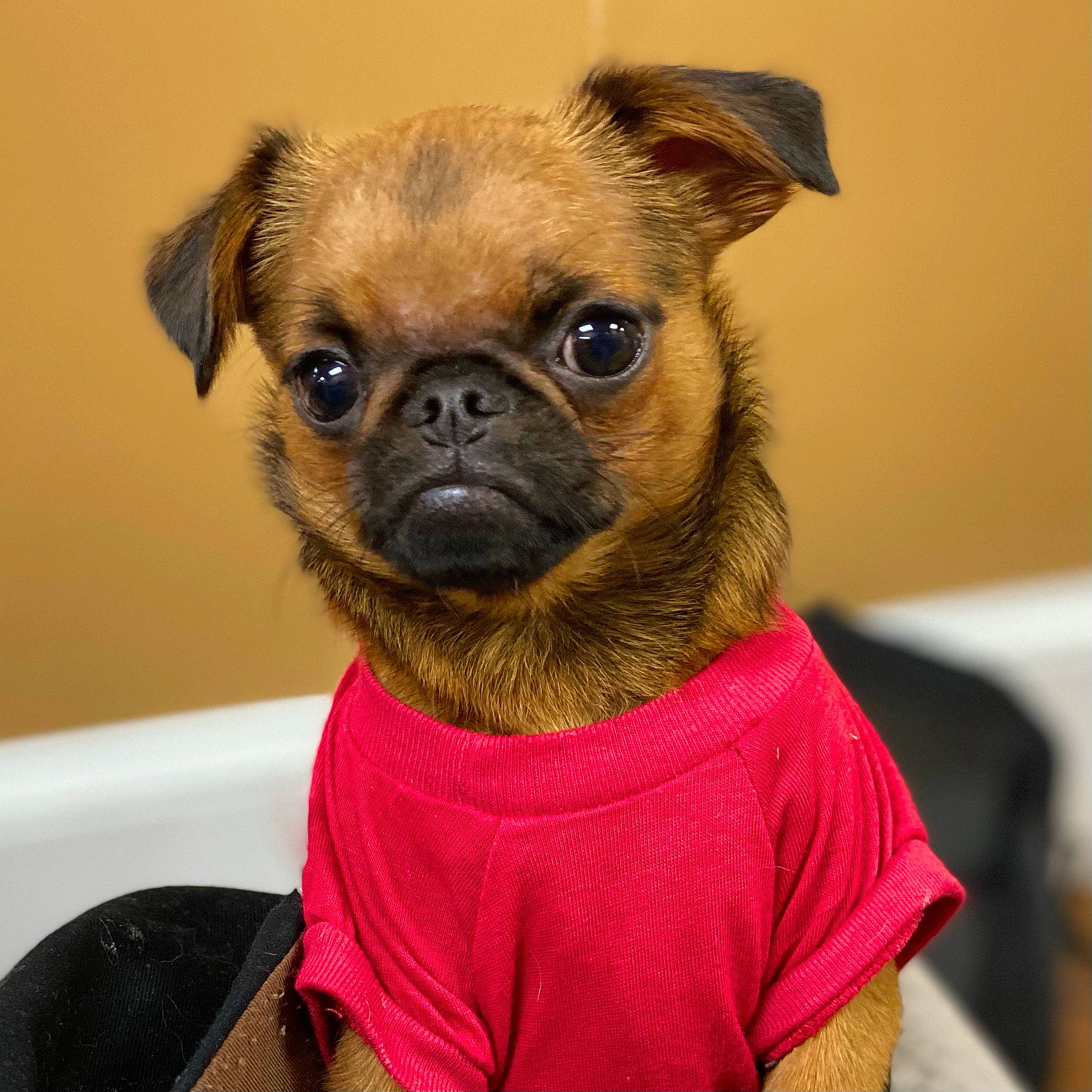 Romeo is registered to the contest to win money with this photo: canidae, carnivore, collar, companion_dog, dog, dog_breed, dog_supply, eye, fawn, fur, head, iris, liver, puppy, snout, sporting_group, terrestrial_animal, toy_dog, whiskers, working_animal