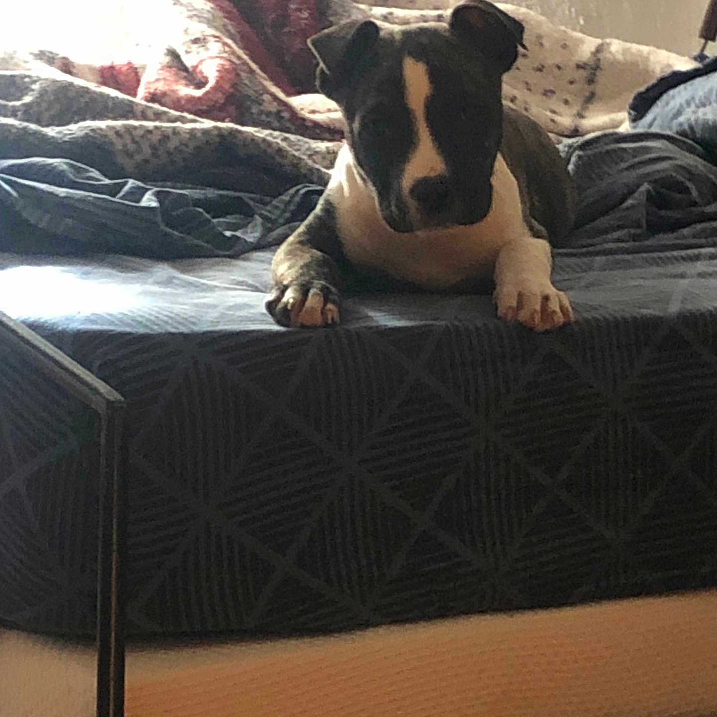Susbielle Lucien a rejoint le concours — aidez-le/la à gagner de superbes lots ! animal, bed, bedroom, blanket, bulldog, canine, couch, cushion, dog, dormroom, furniture, homedecor, indoors, interiordesign, person, pet, puppy, quilt, room, sleeping