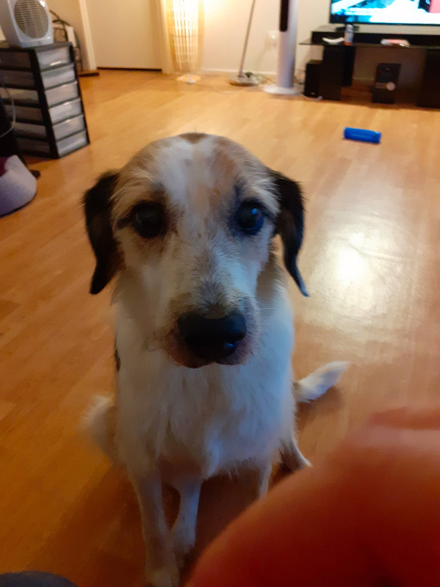 Princesse a rejoint le concours — aidez-le/la à gagner de superbes lots ! canidae, carnivore, companion_dog, dog, dog_breed, mammal, rare_breed_dog, snout, sporting_group, vertebrate