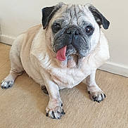 Toto participe au concours pour gagner de l'argent avec cette photo : animal, carpet, companion, cute, dog, domestic, ears, eyes, face, floor, furry, indoor, nose, paw, pet, pug, sitting, small_dog, tongue_out, white_wall