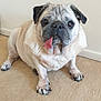 animal, carpet, companion, cute, dog, domestic, ears, eyes, face, floor, furry, indoor, nose, paw, pet, pug, sitting, small_dog, tongue_out, white_wall