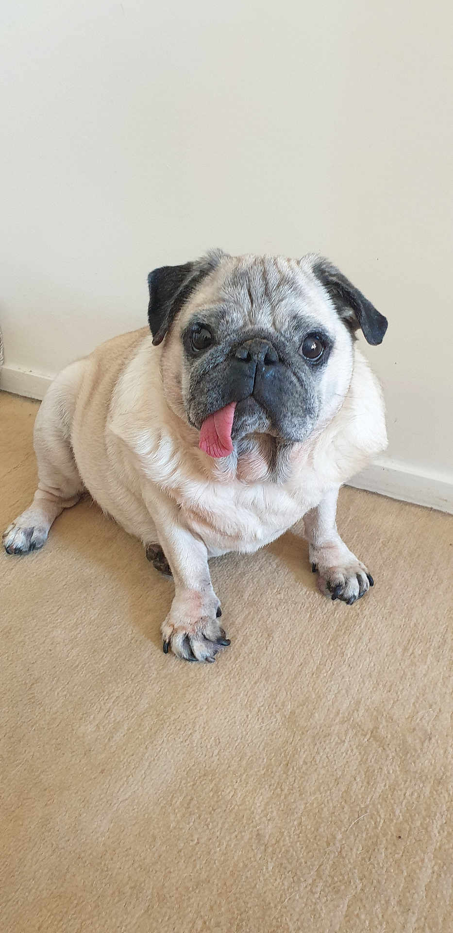 Toto