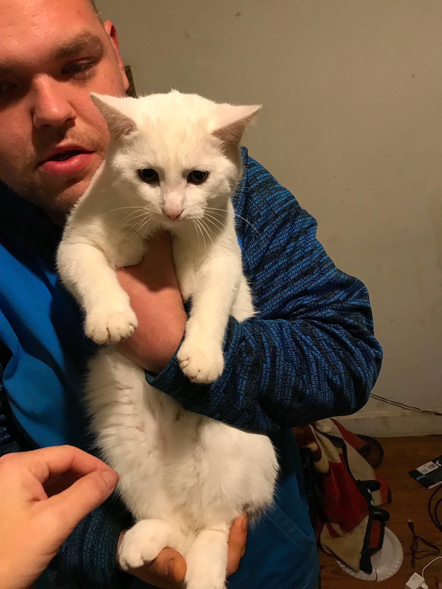 Frosty joined the competition — help win amazing prizes! asian, burmilla, carnivore, cat, claw, colorpoint_shorthair, domestic_short_haired_cat, felidae, fur, javanese, khao_manee, kitten, mammal, ojos_azules, paw, small_to_medium_sized_cats, turkish_angora, turkish_van, vertebrate, whiskers