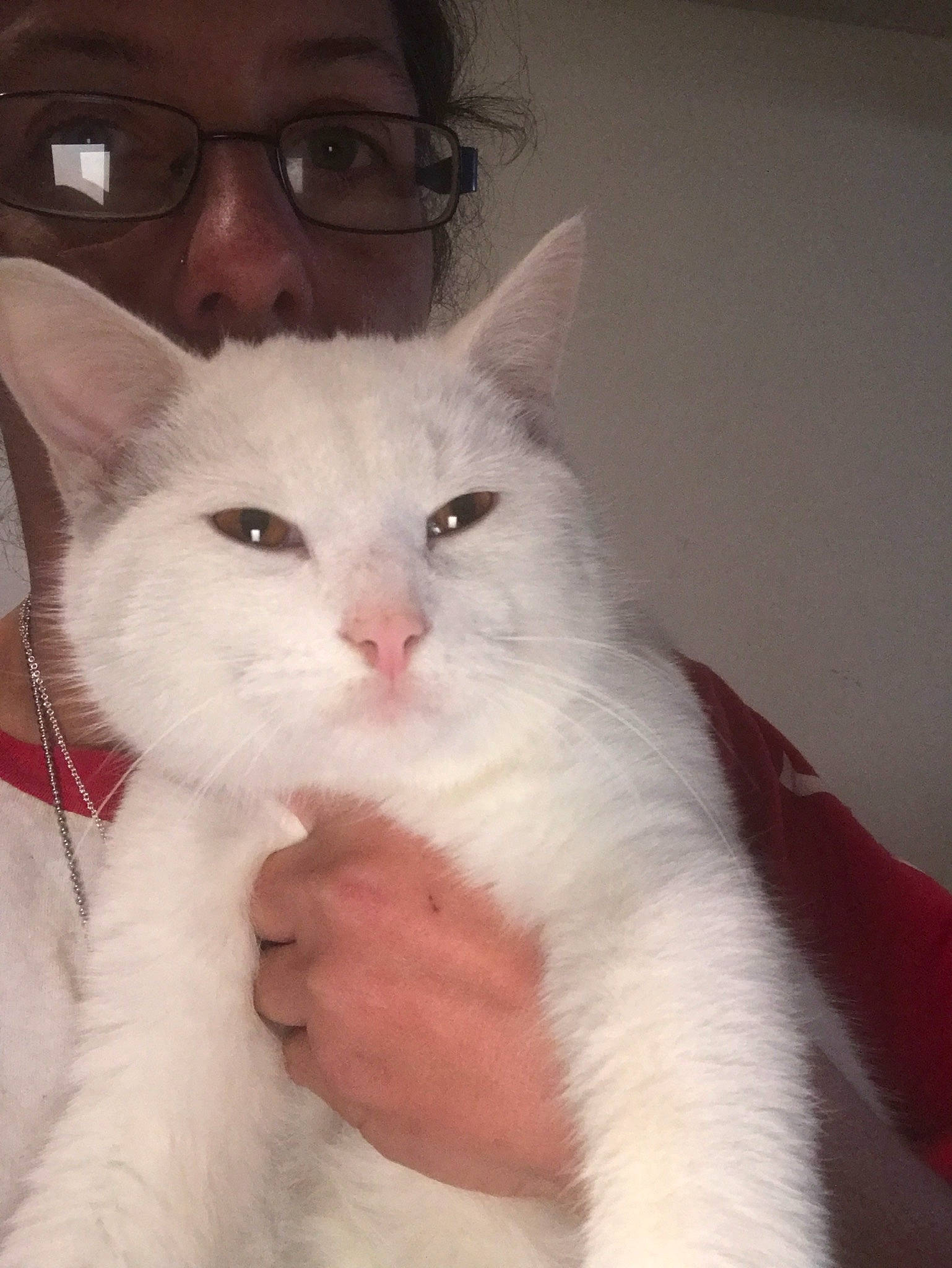 Frosty joined the competition — help win amazing prizes! aegean_cat, asian, burmilla, carnivore, cat, domestic_short_haired_cat, eye, felidae, javanese, khao_manee, kitten, mammal, nose, ojos_azules, ragdoll, small_to_medium_sized_cats, turkish_angora, turkish_van, vertebrate, whiskers