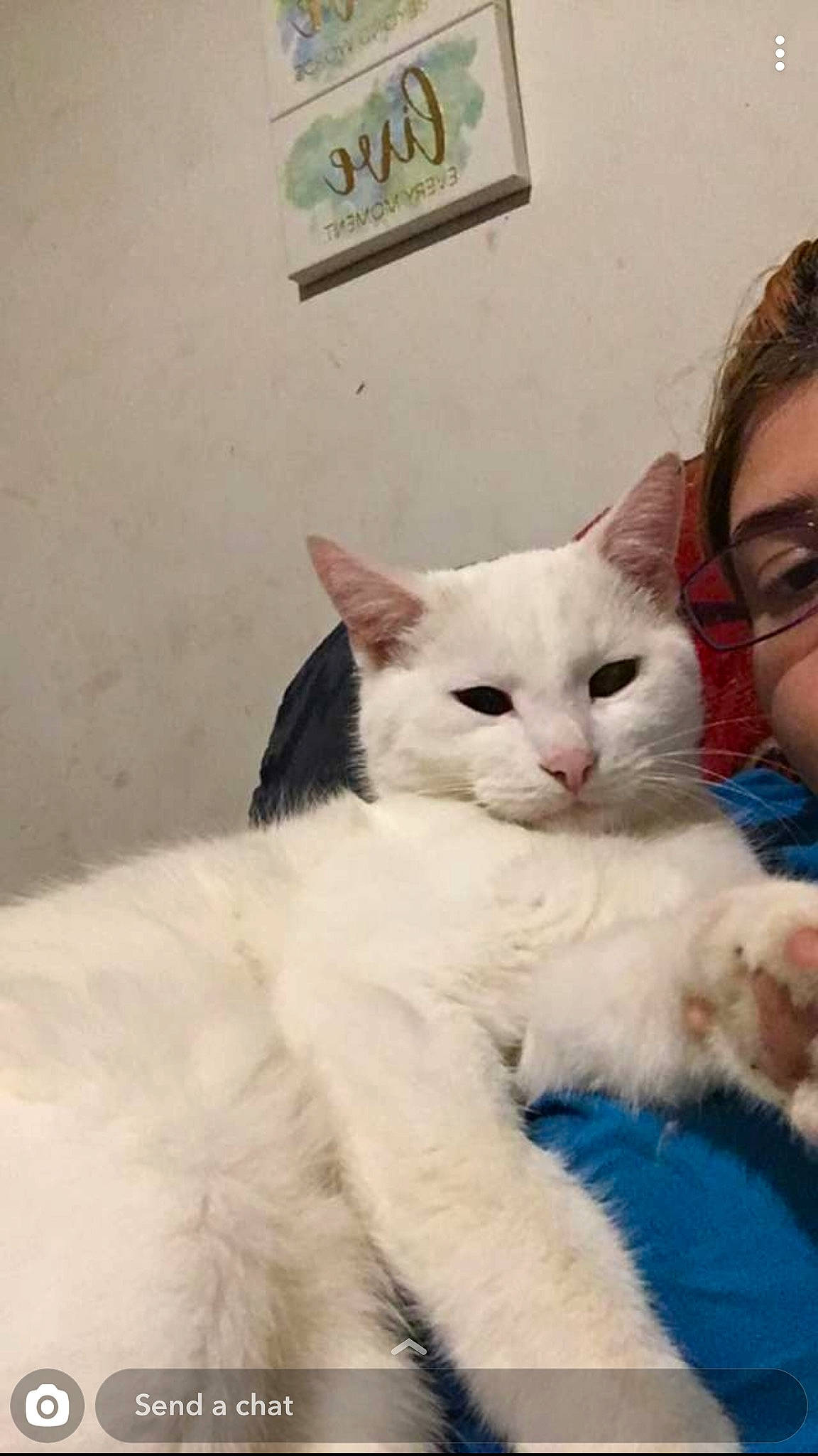 Frosty joined the competition — help win amazing prizes! aegean_cat, carnivore, cat, domestic_long_haired_cat, domestic_short_haired_cat, ear, felidae, khao_manee, kitten, mammal, nose, persian, ragdoll, small_to_medium_sized_cats, turkish_angora, turkish_van, vertebrate, whiskers