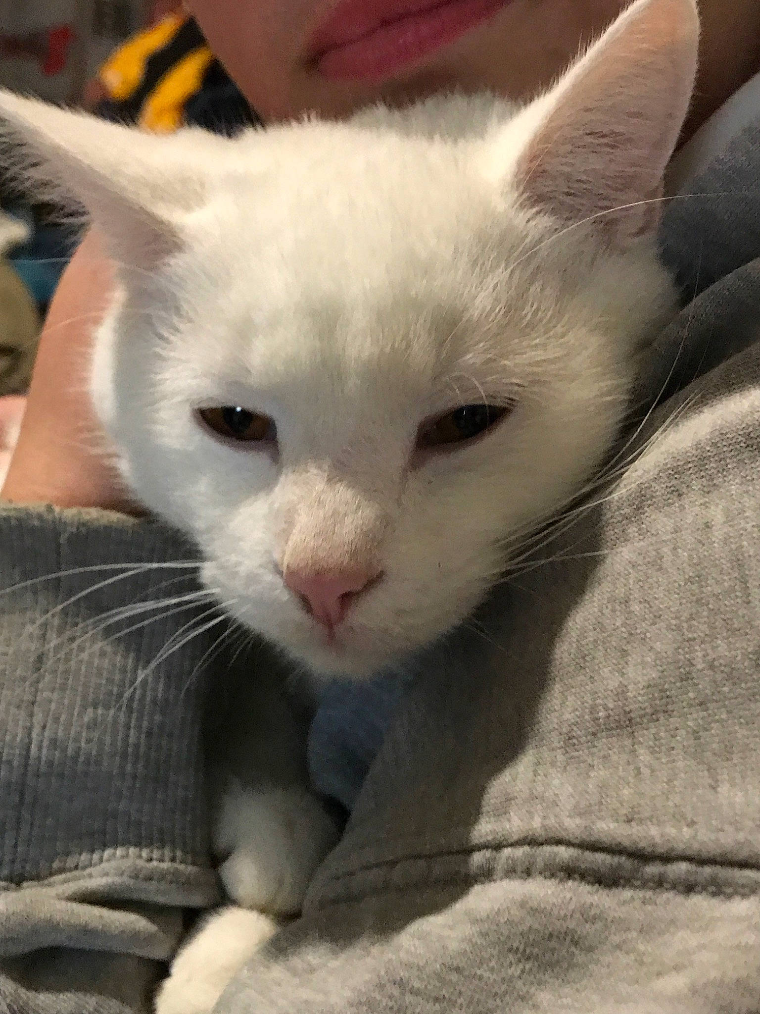 Frosty is registered to the contest to win money with this photo: asian, burmilla, carnivore, cat, colorpoint_shorthair, domestic_short_haired_cat, felidae, german_rex, khao_manee, kitten, mammal, ojos_azules, small_to_medium_sized_cats, snout, turkish_angora, turkish_van, vertebrate, whiskers